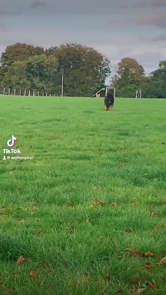 German Shepherd dogs for sale: ⭐️Beautiful German Shepherds puppies ⭐️ - Video 1