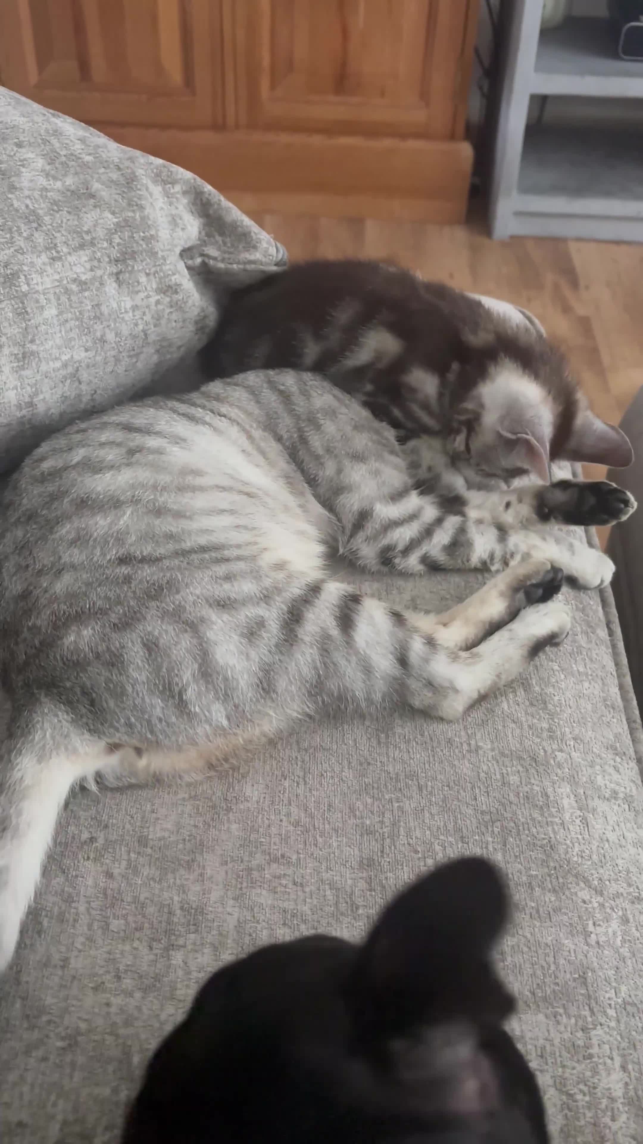 Bengal cats for sale: Silver Bengal cross - Video 1