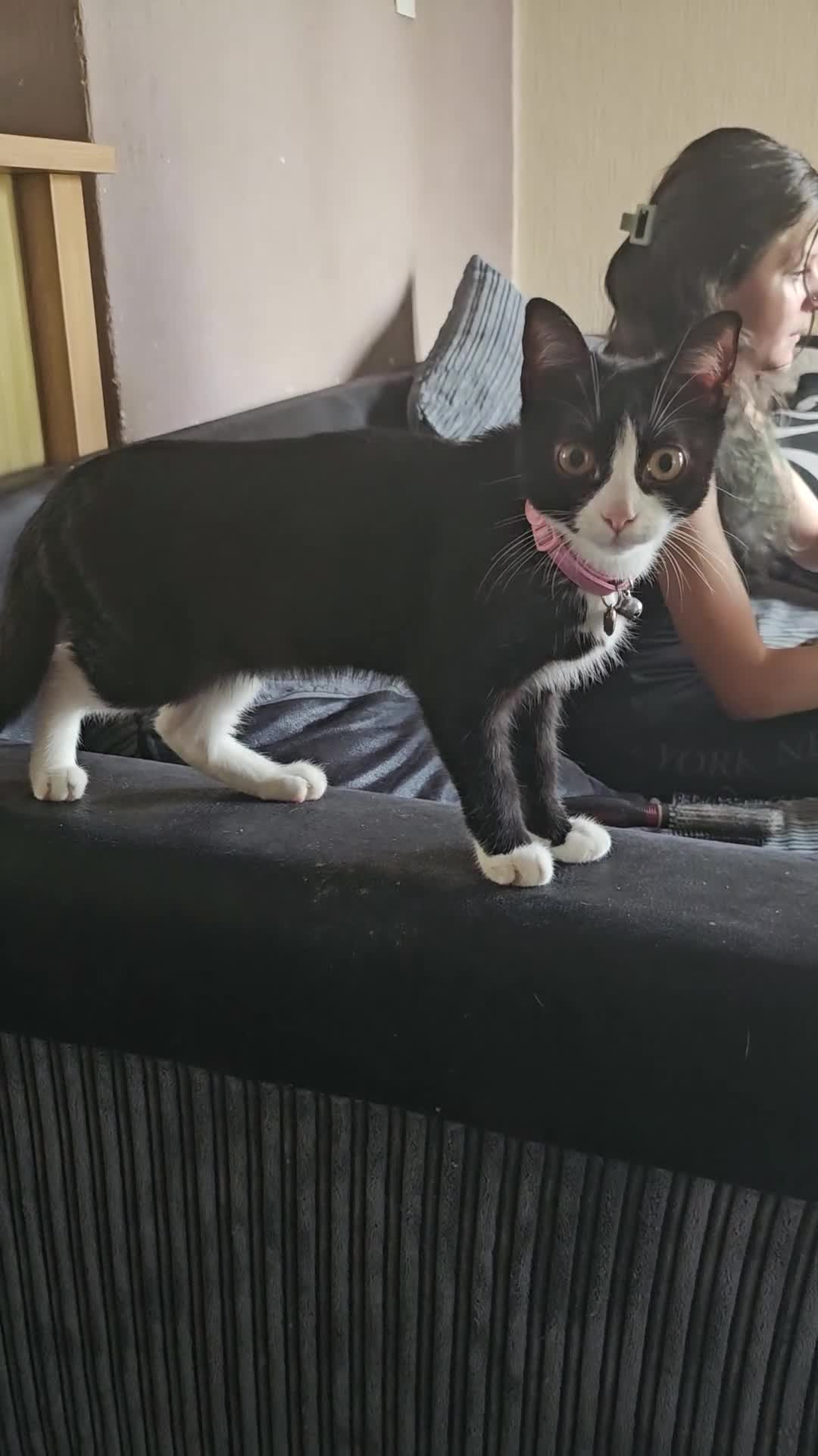 Mixed Breed cats for sale: Beautiful tux kitten for sale in Newport - Video 1