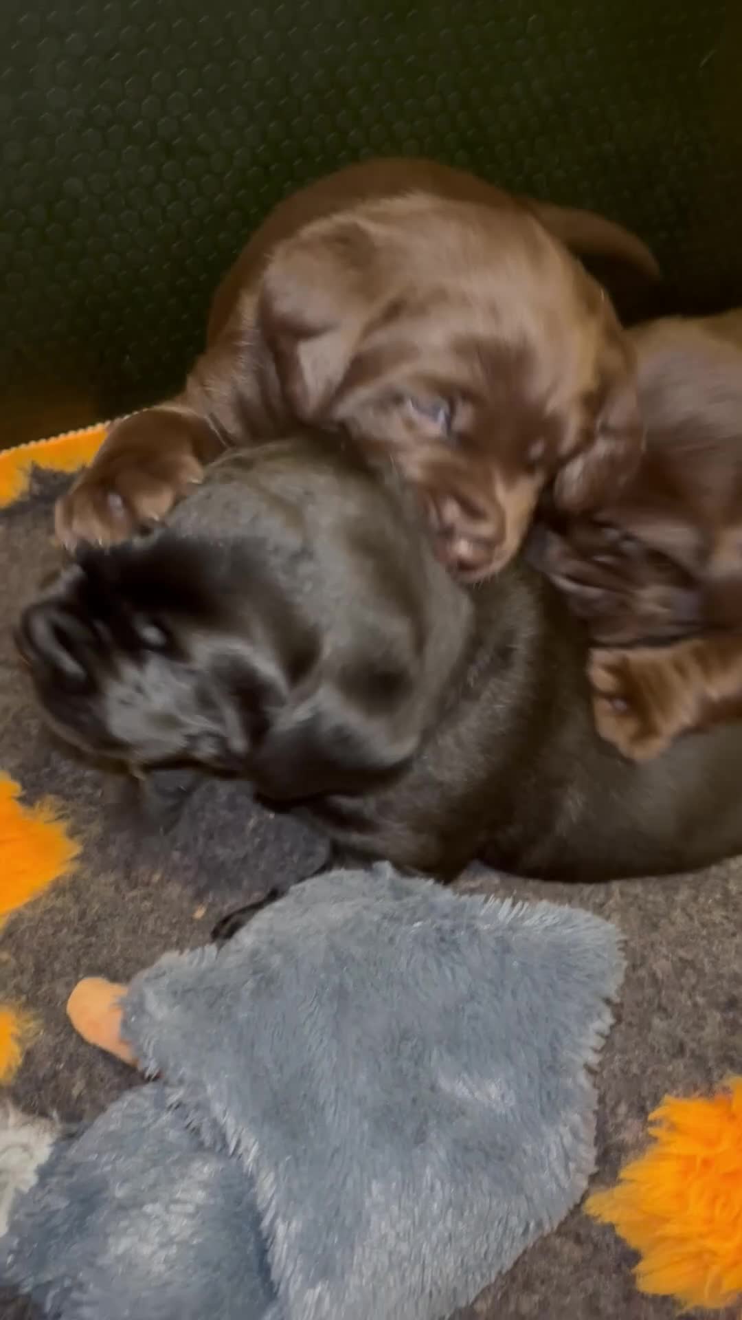 Labrador Retriever dogs for sale: Stunning Chocolate Labrador Puppies  - Video 3