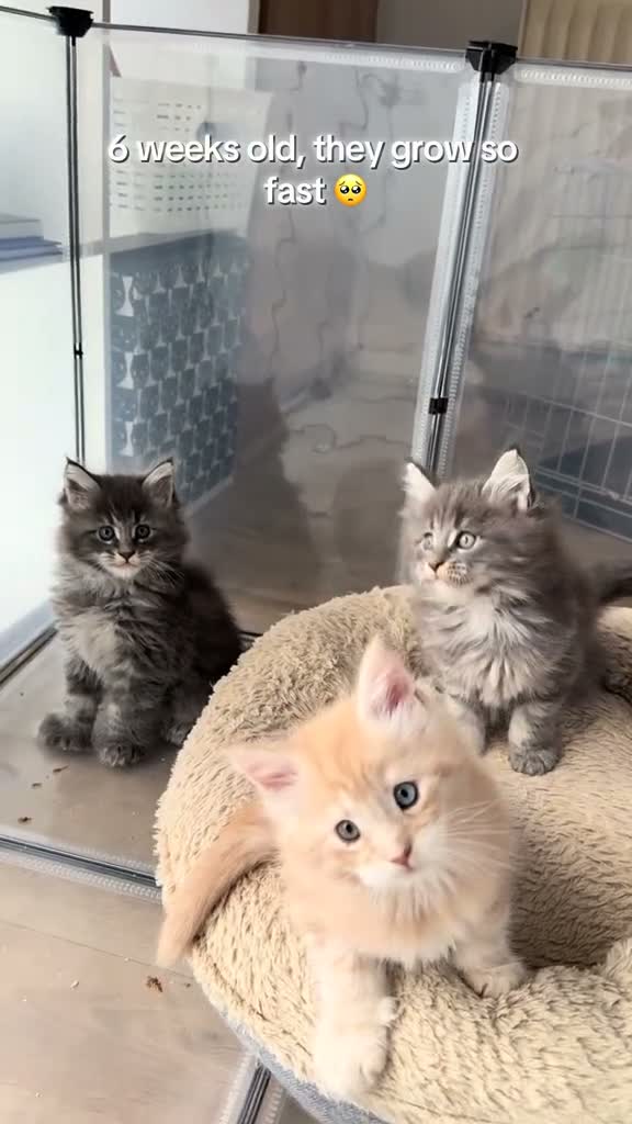Maine Coon cats for sale: Maine Coon Import European bloodline - Video 2