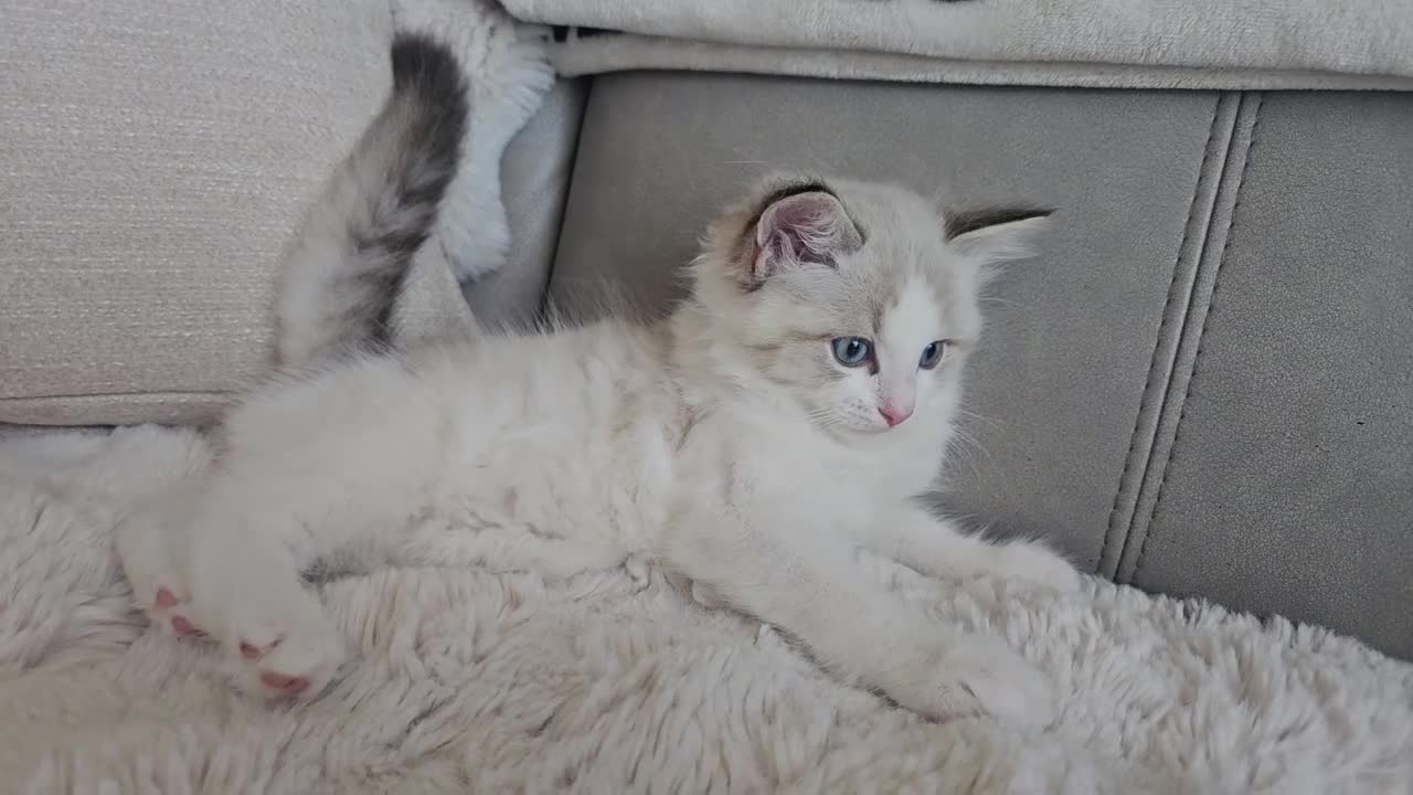 Ragdoll cats for sale:  GCCF Ragdolls kittens  - Video 1