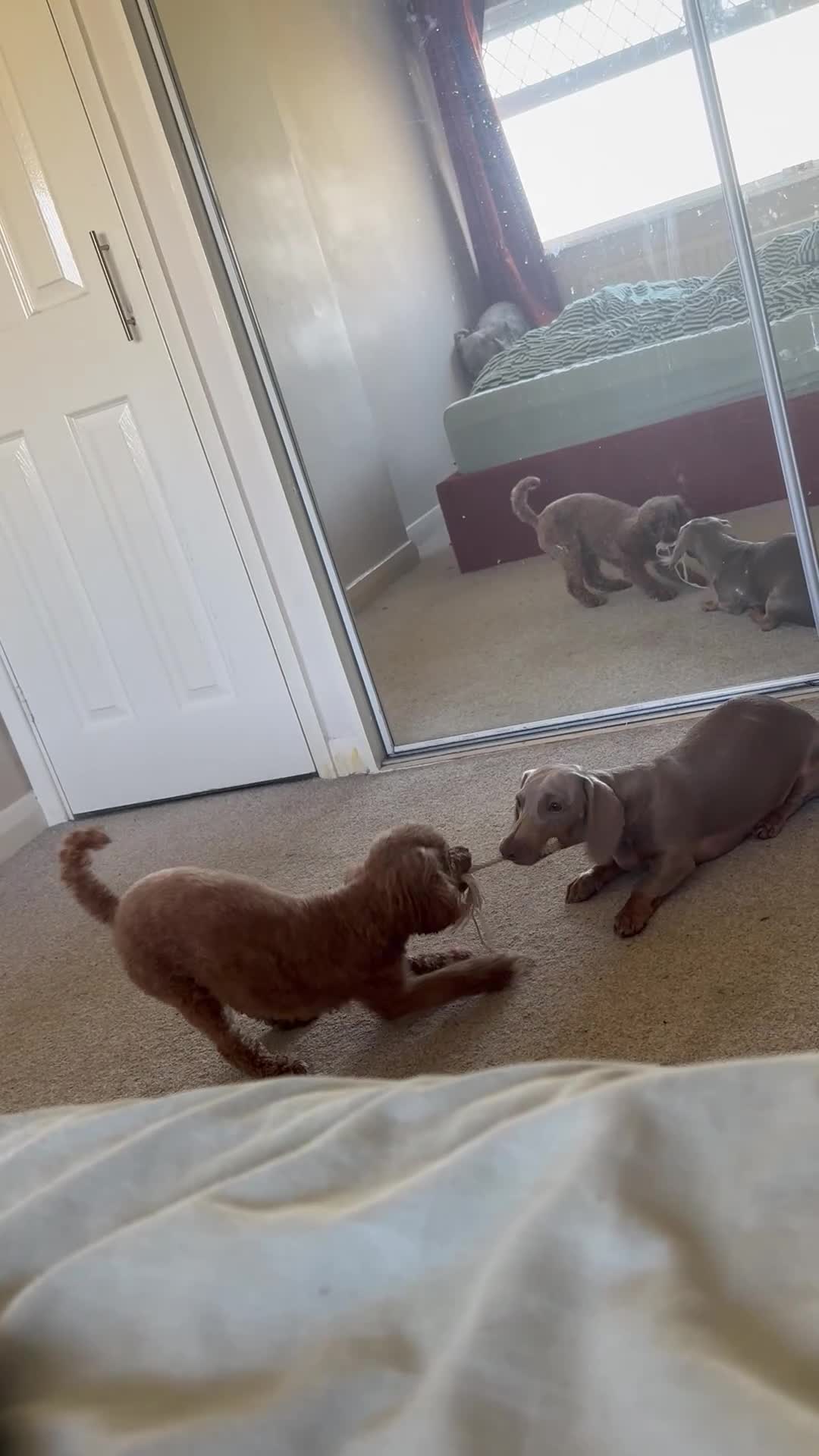 Miniature Dachshund dogs for sale: URGENT-Rehome Miniature Daschund Boy 9 months  - Video 1