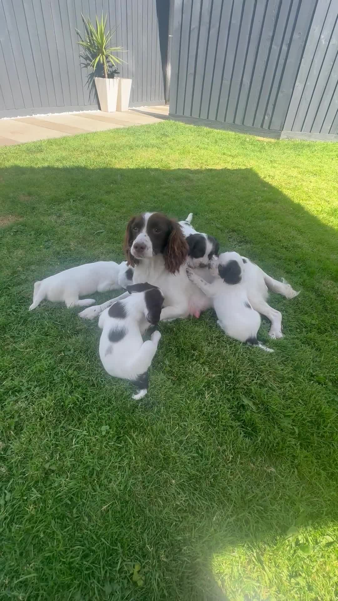 English Springer Spaniel dogs for sale: ✨ Working English Springer Spaniel Puppies ✨ - Video 5