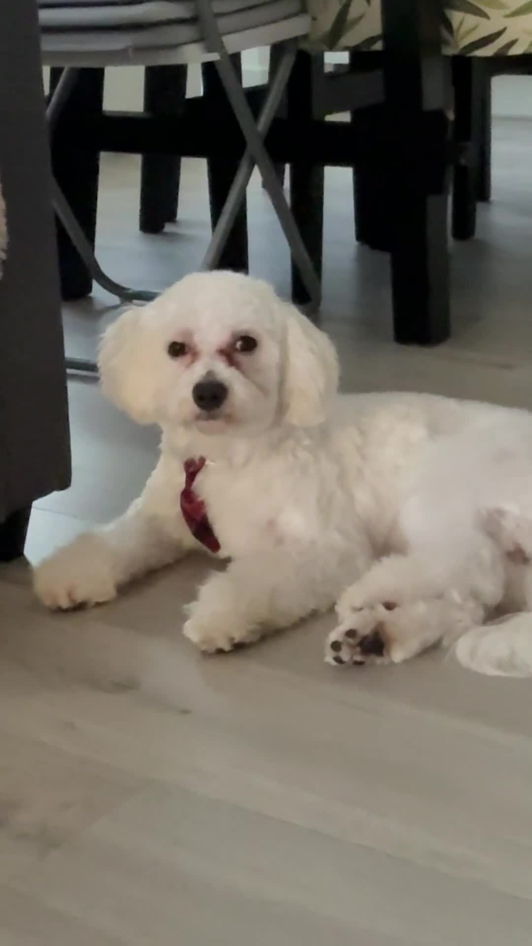 Maltipoo dogs for sale: Puppy for sale 7 months old Maltipoo Boy in London - Video 1