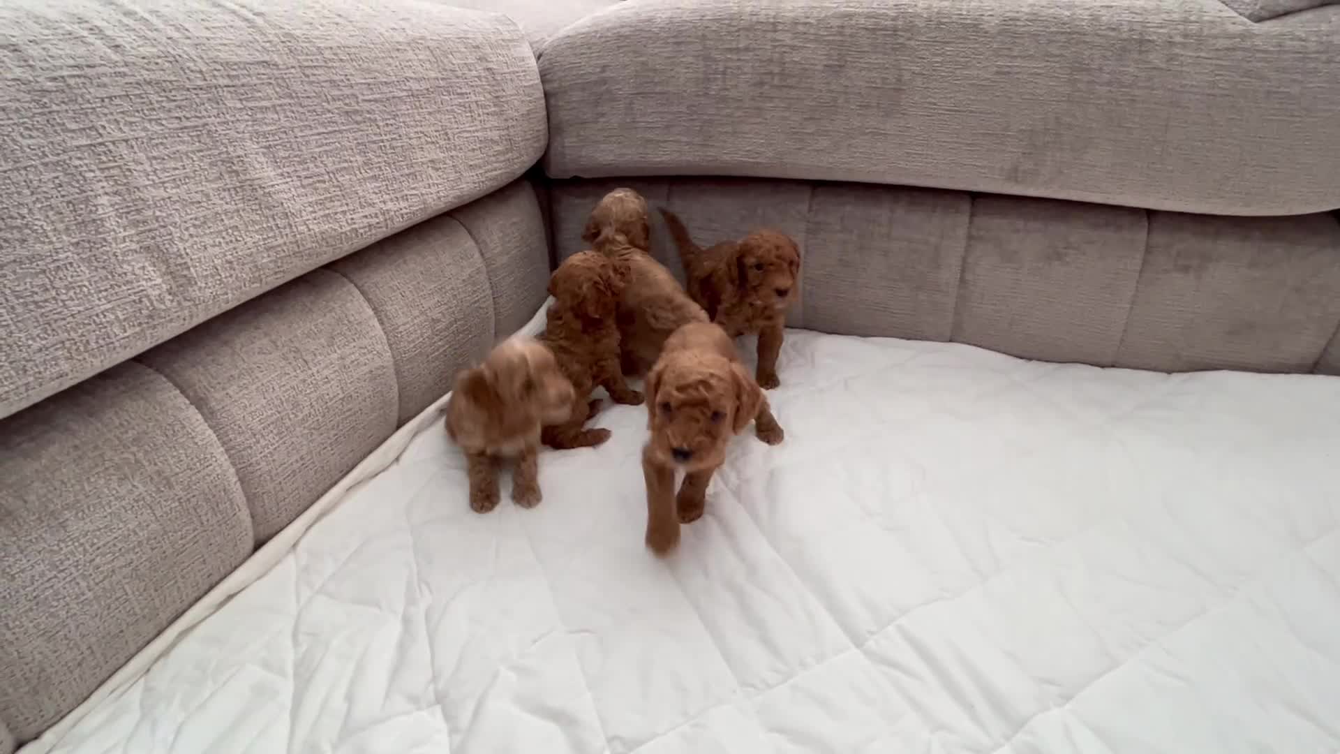 Mixed Breed dogs for sale: Poodles Pedigree -  Toy / Miniature  - Video 1