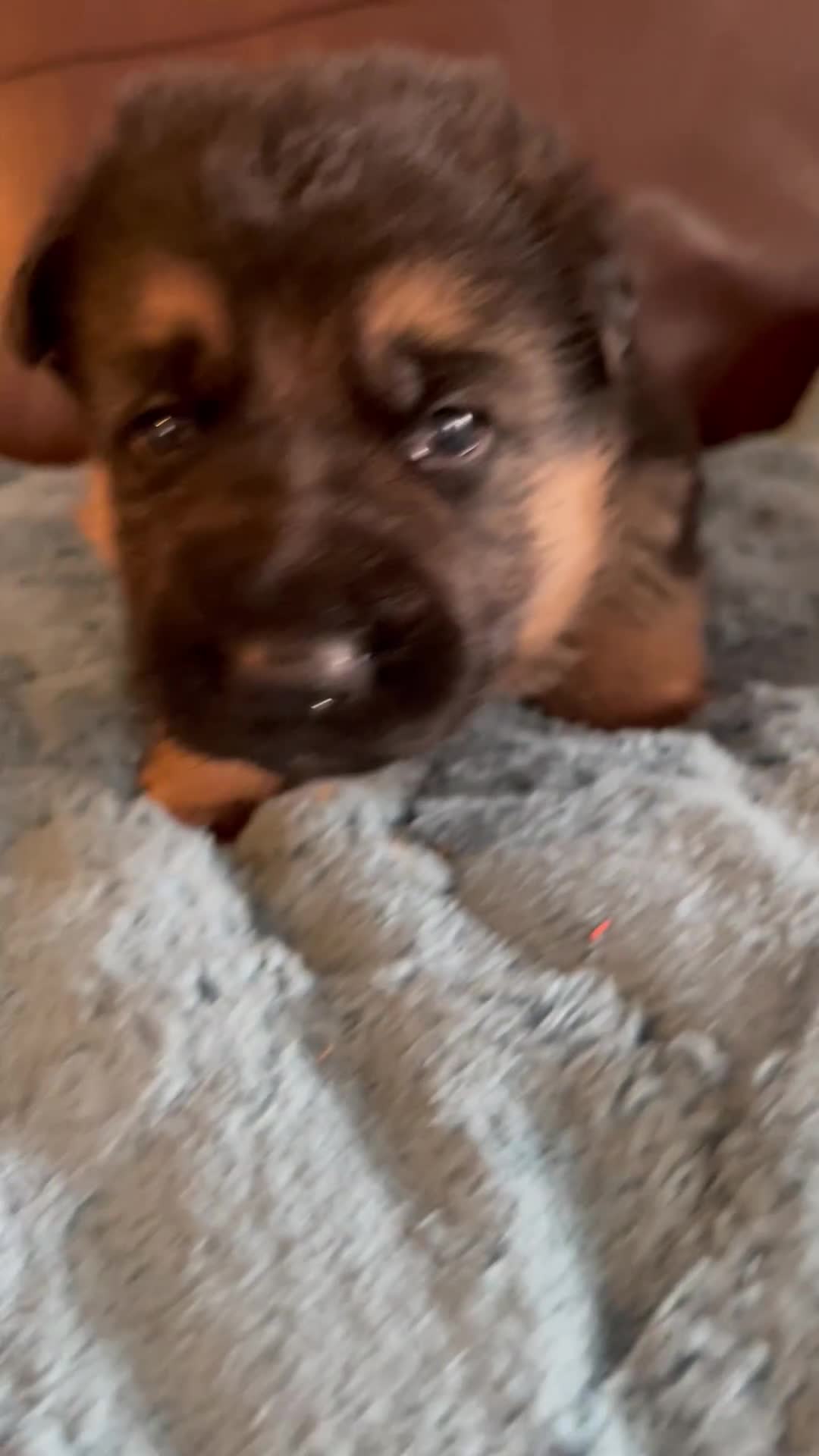 German Shepherd dogs for sale: German shepherd puppies kc registered - Video 3