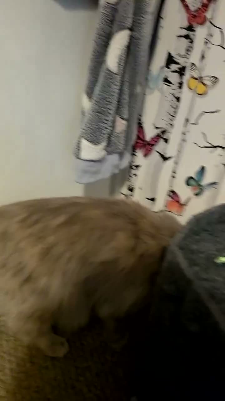 Maine Coon cats for sale: Neutered/Polydactyl  - Video 2