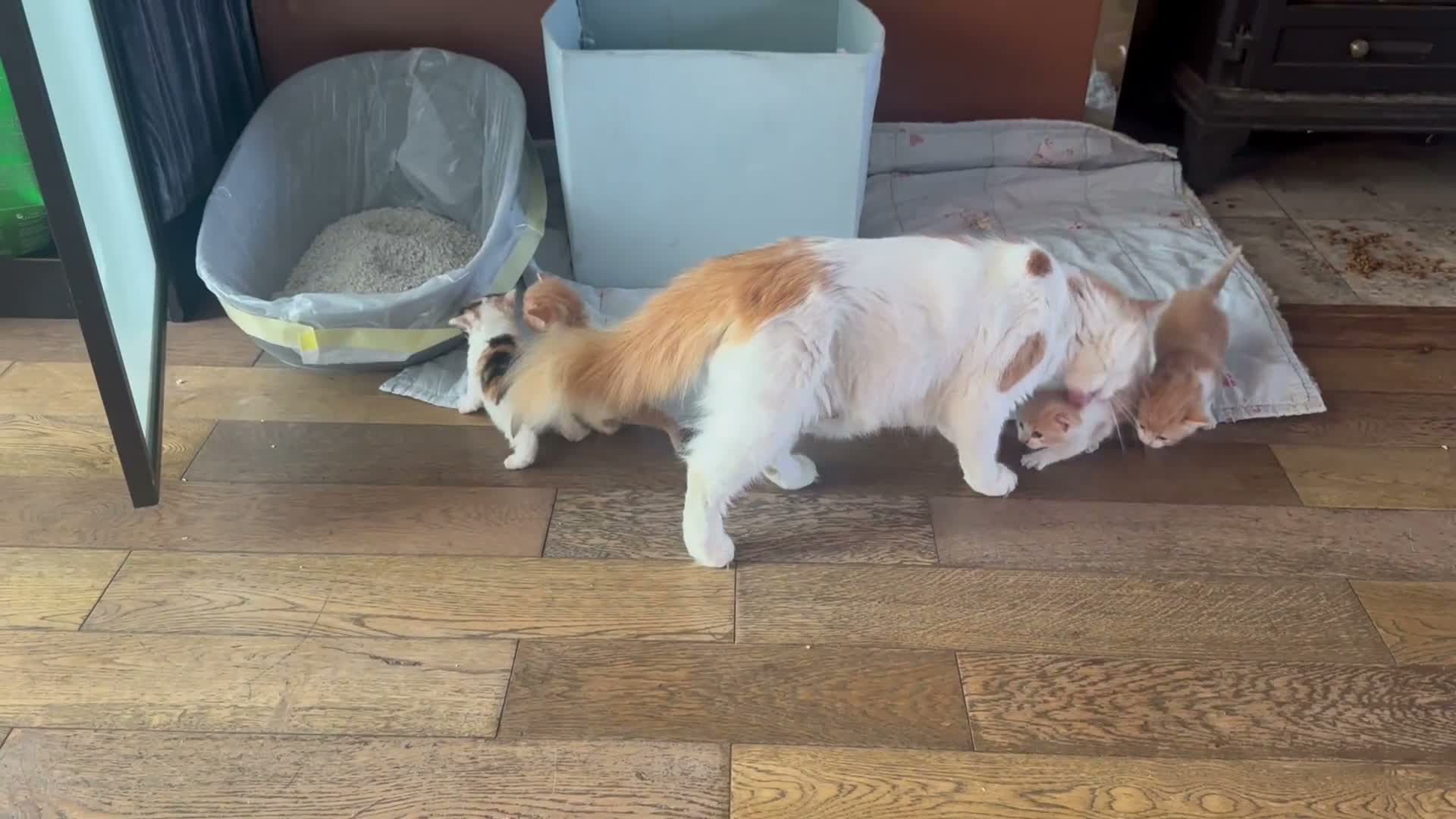 Mixed Breed cats for sale: Mrs S. Averlingiene  in Enfield - Video 1
