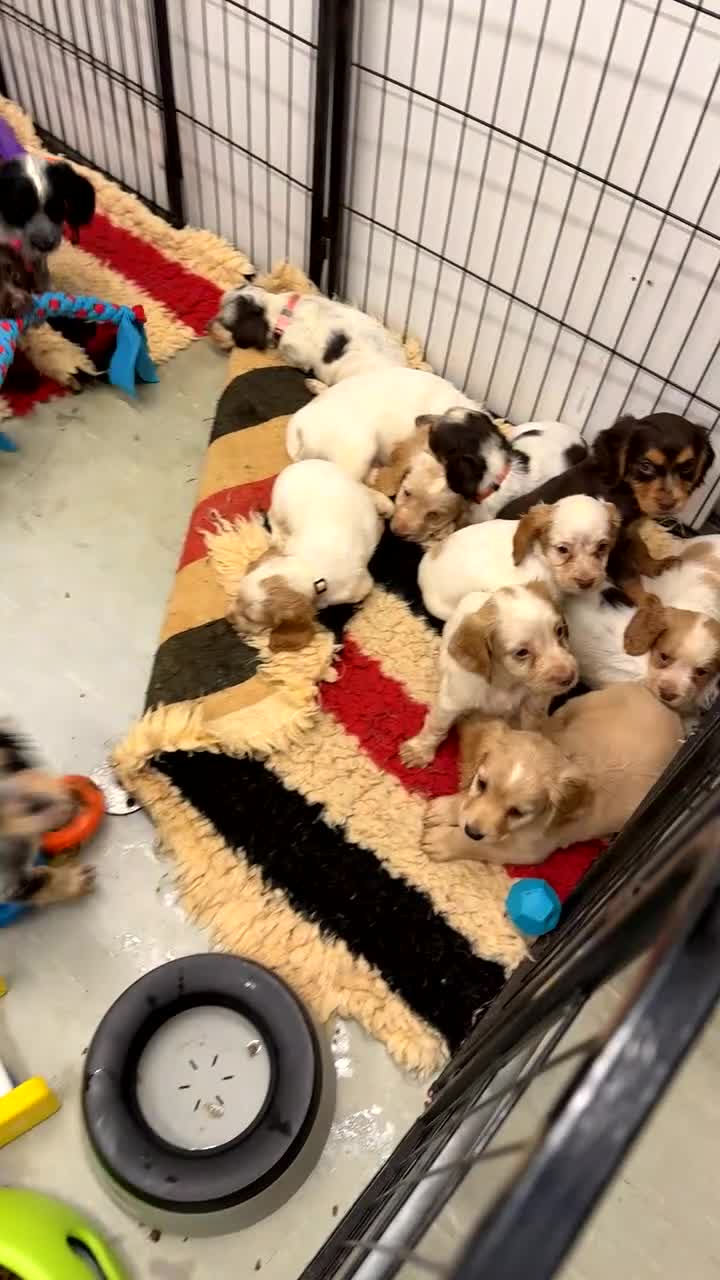 Cocker Spaniel dogs for sale: Working cocker spainel puppies  - Video 1