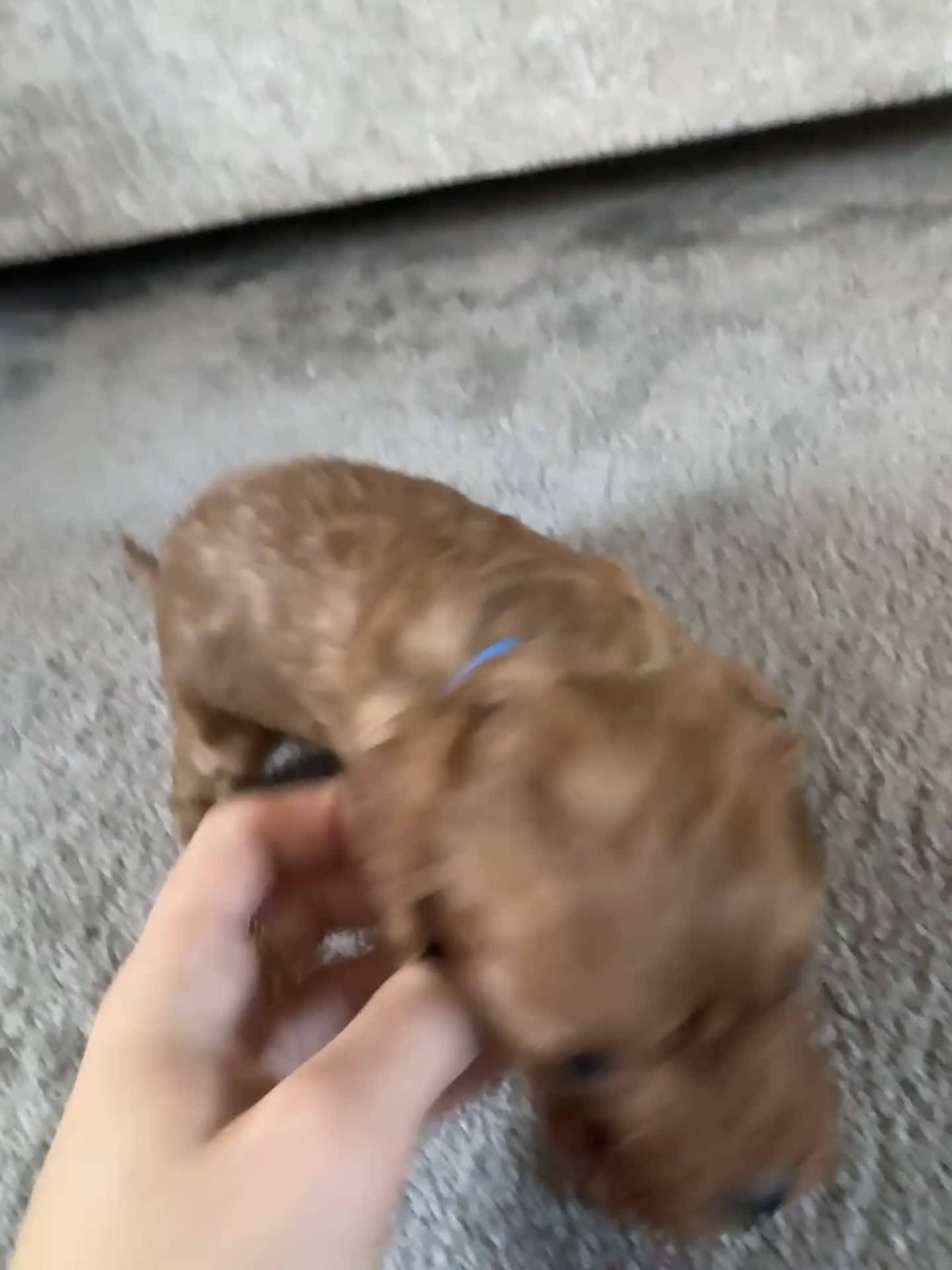 Cavapoo dogs for sale: Superb quality Cavapoo Puppies  - Video 1