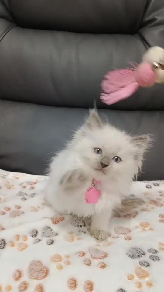 Ragdoll cats for sale: 8 beautiful Ragdoll cats - Video 1