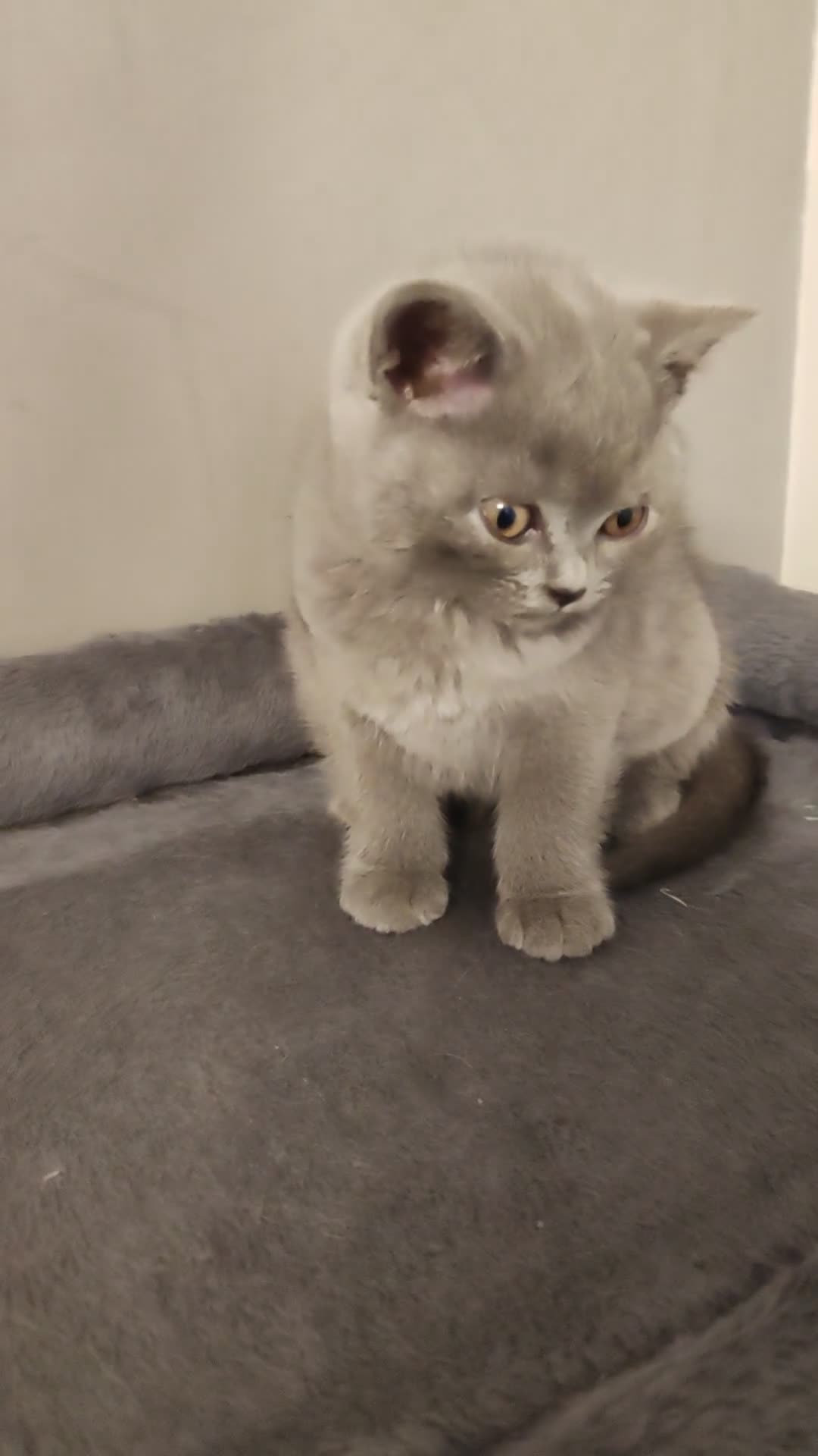 British Shorthair cats for sale: British shorthair kittens  - Video 3