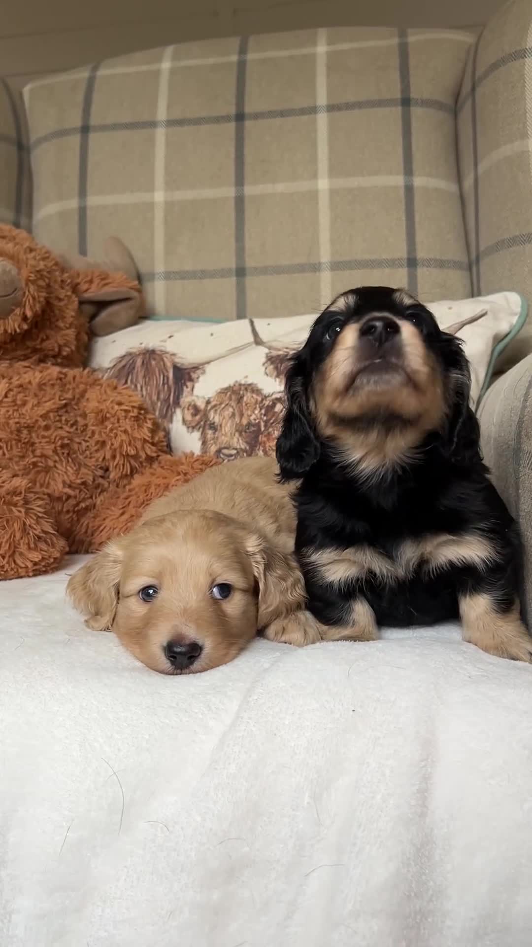 Miniature Dachshund dogs for sale: CREAM MINIATURE DACHSHUNDS💛 - Video 1