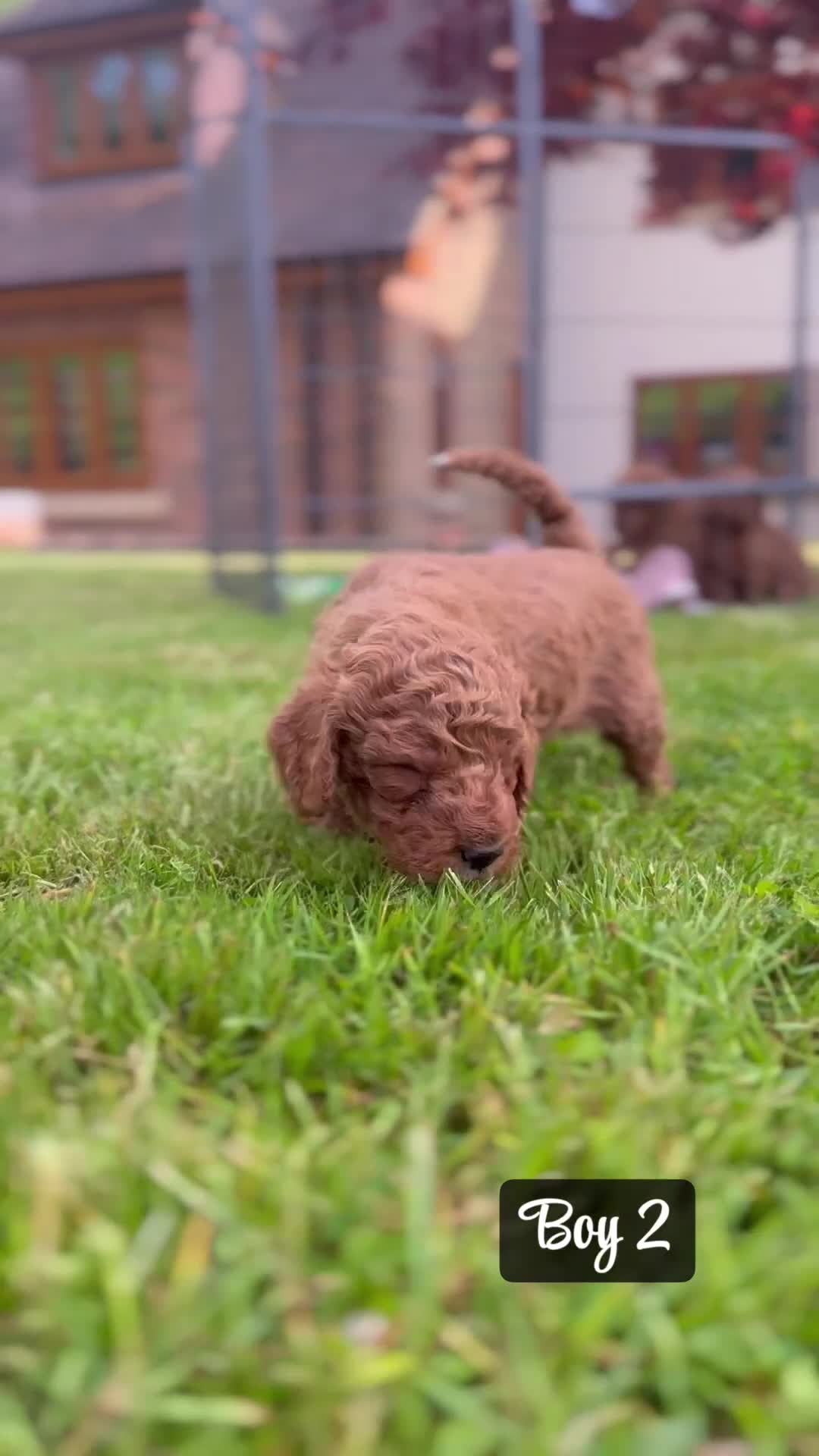 Miniature Poodle dogs for sale: KC Registered Deep Red Miniature Poodle Puppies in Ashbourne - Video 5