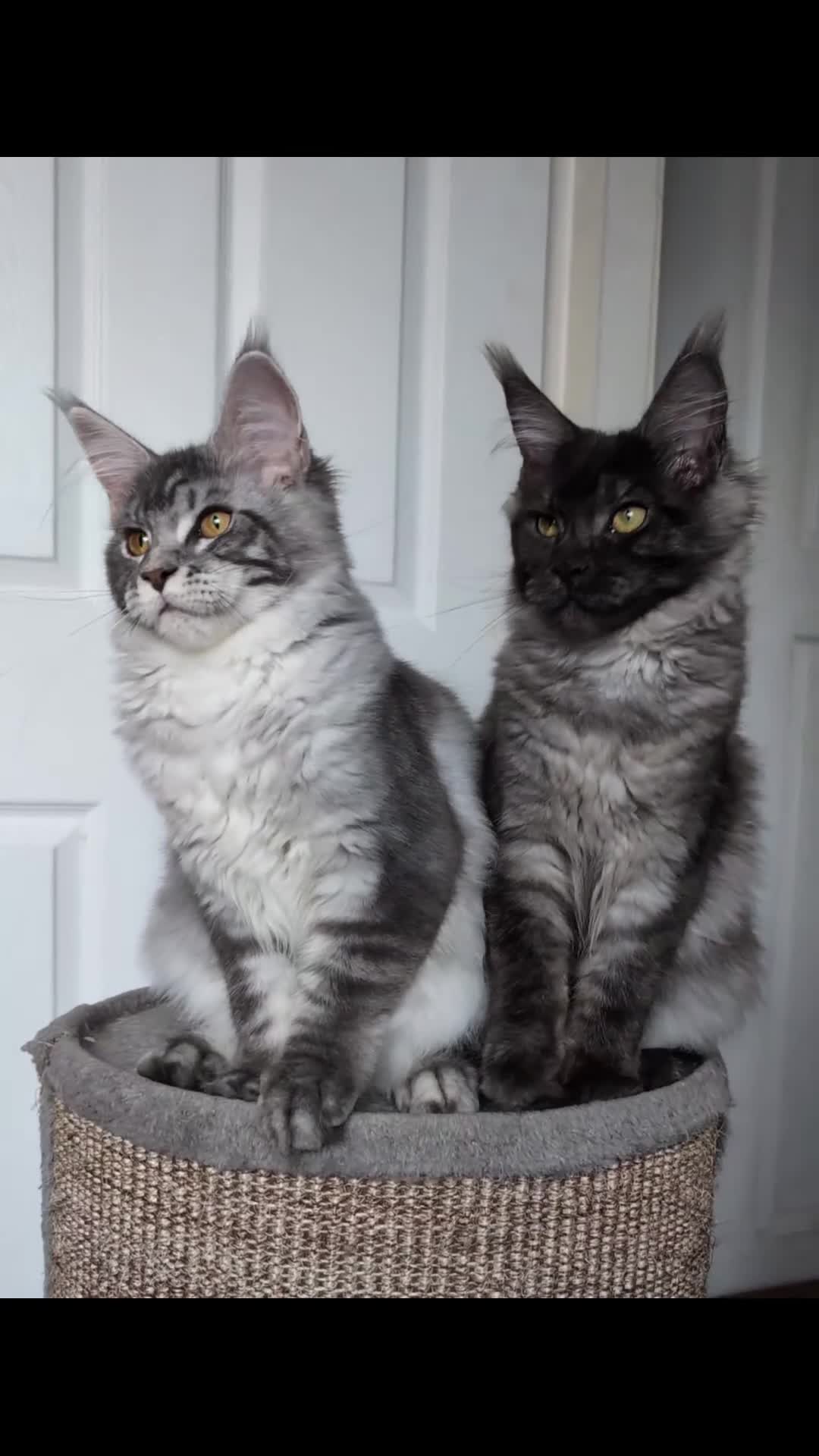 Maine Coon cats for sale:  LAST Black Smoke Maine coon girl available  - Video 2