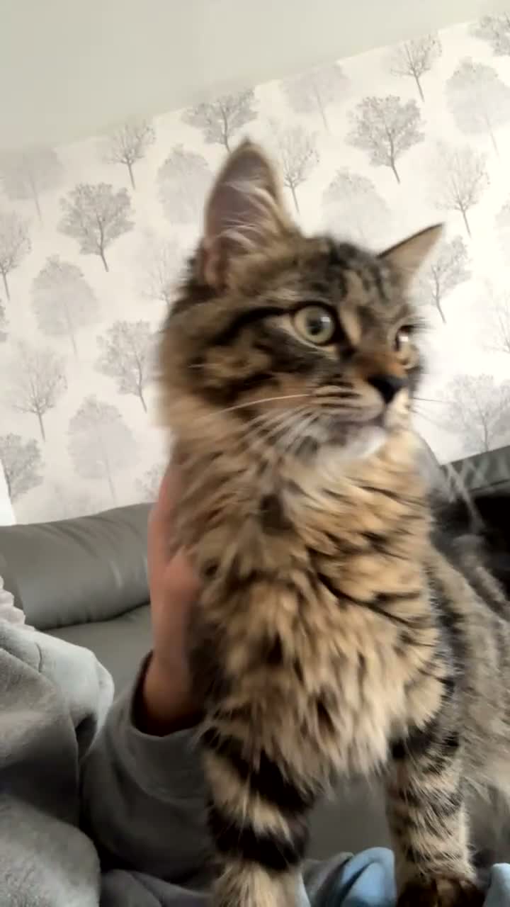 Mixed Breed cats for sale: Bonded kittens to be rehomed together - Video 1