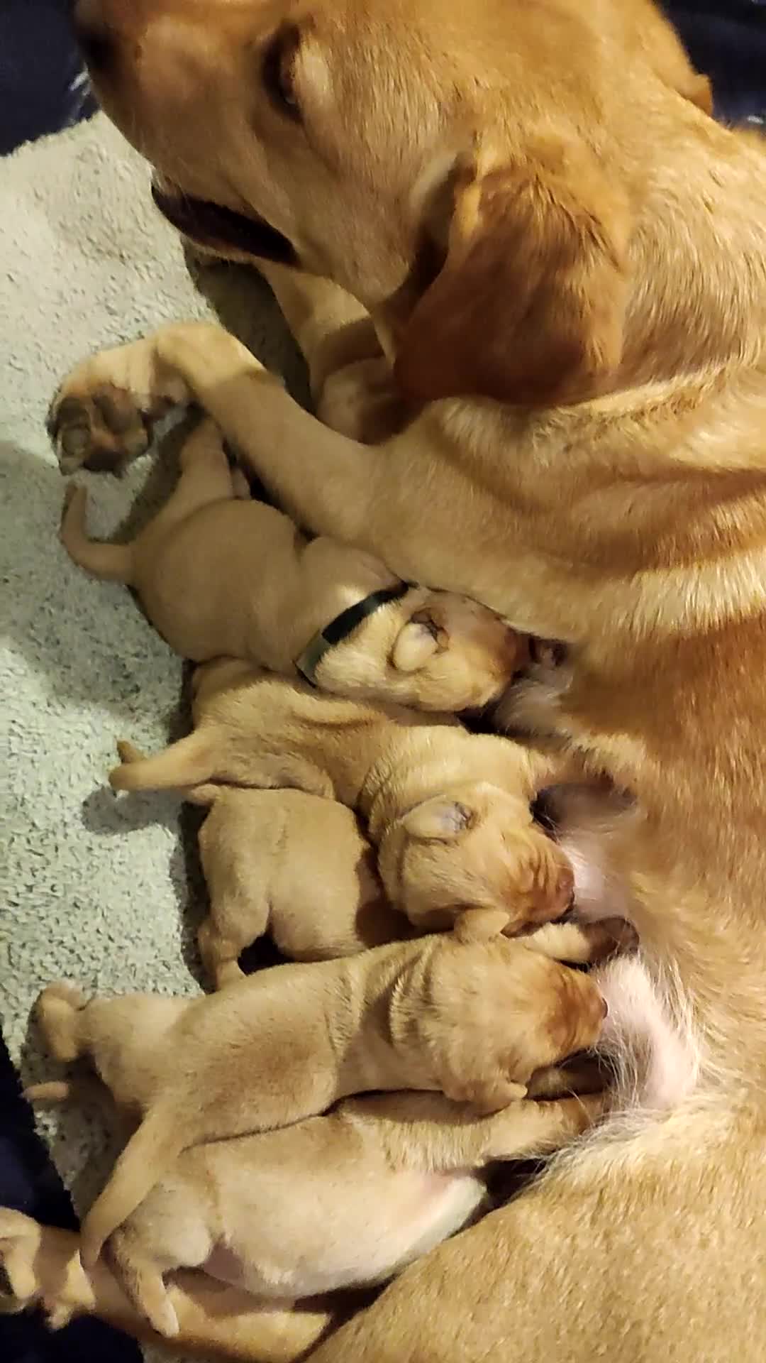 Labrador Retriever dogs for sale: Gorgeous fox red/yellow labrador pups - Video 1