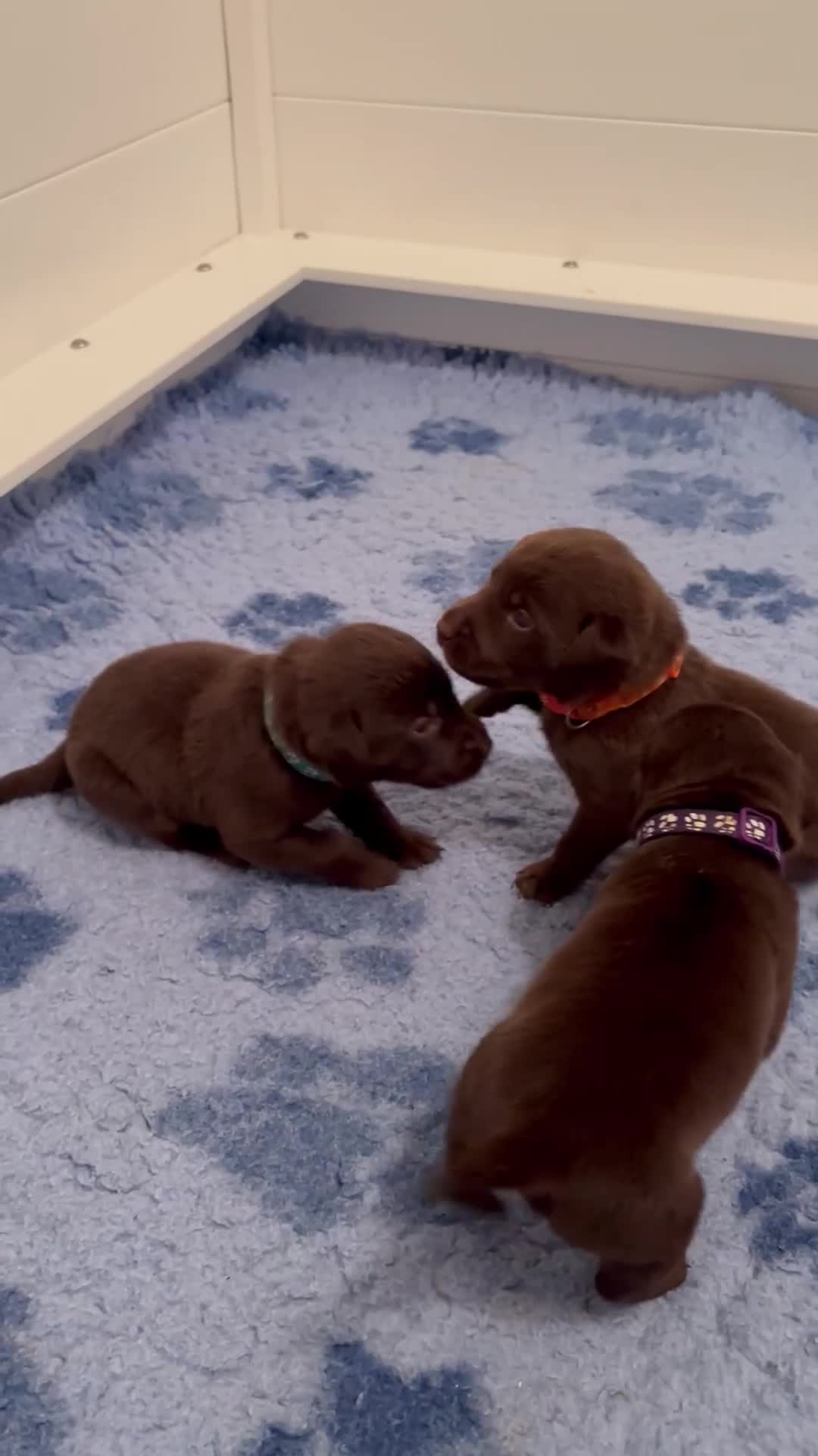 Labrador Retriever dogs for sale: Beautiful Pedigree Lab Puppies For Sale! - Video 3