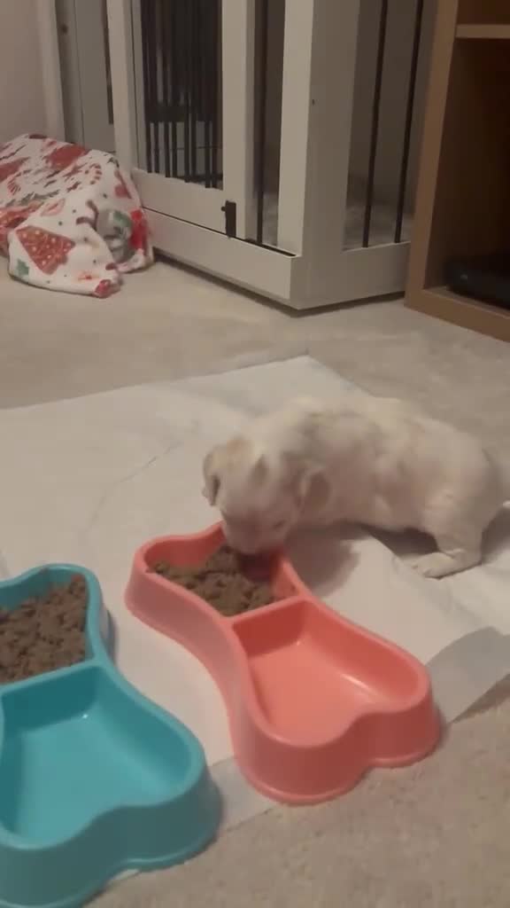 Mixed Breed dogs for sale: Maltipoo-chon - Video 1