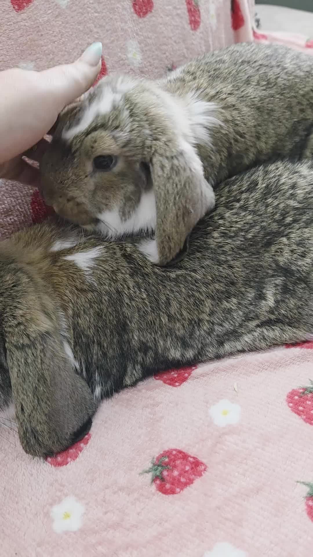 German Lop rabbits for sale: Pure German Lop 2 Bucks ☆silly tame - Video 1