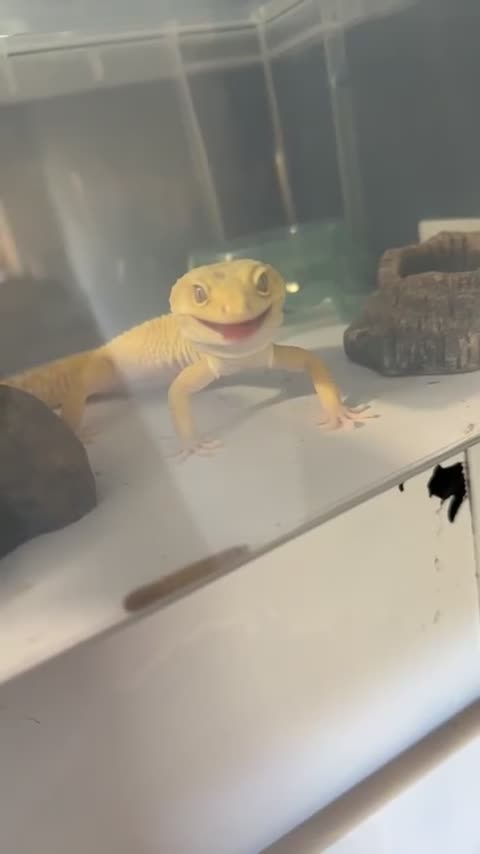Leopard Gecko reptiles for sale: TANGERINE RAINWATER LEOPARD GECKO  - Video 2