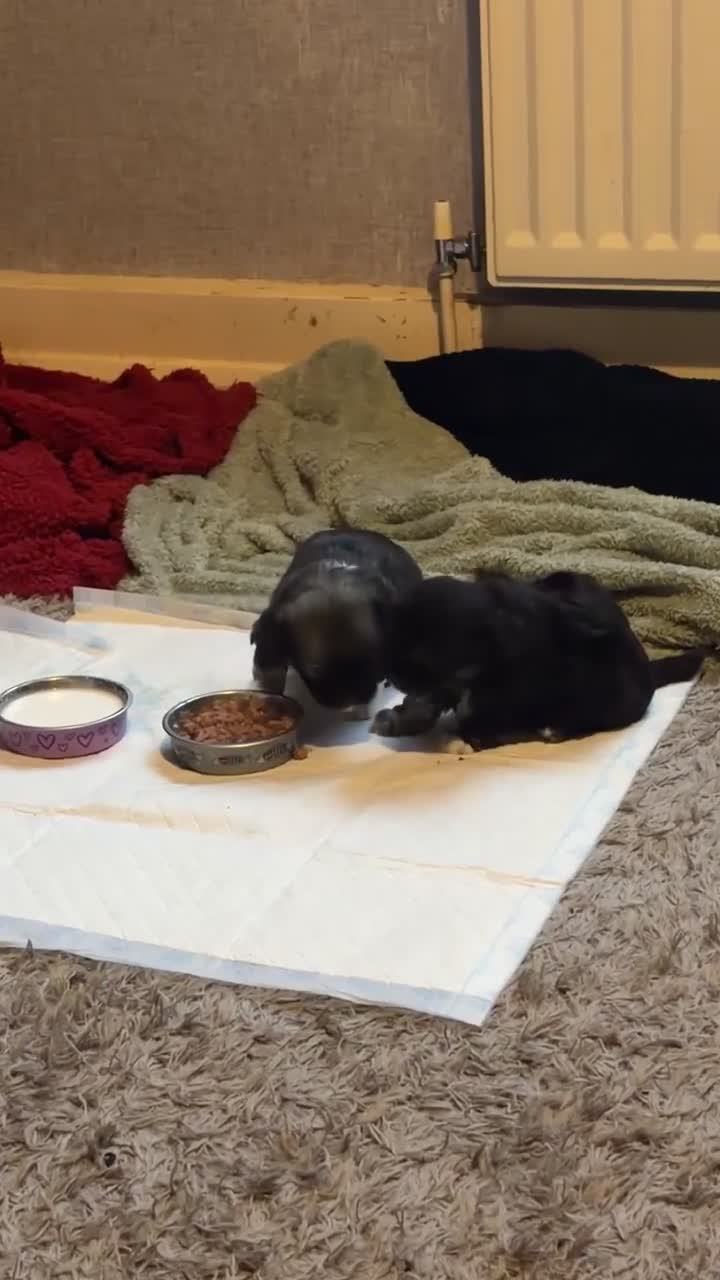 Mixed Breed dogs for sale: Stunning Chinese Crested X Shih Tzu - Video 5