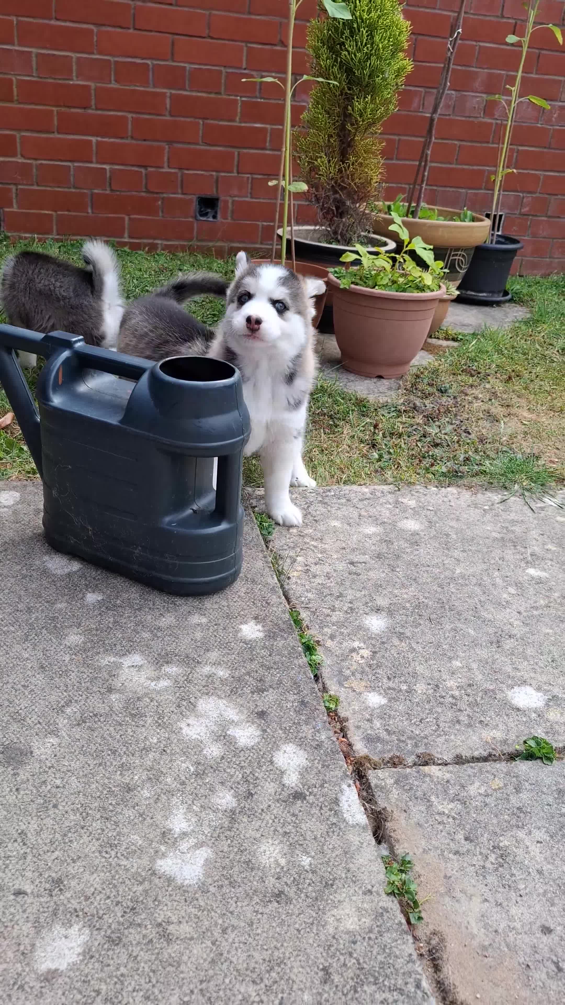 Pomsky dogs for sale: Stunning Pomsky Puppies  - Video 1