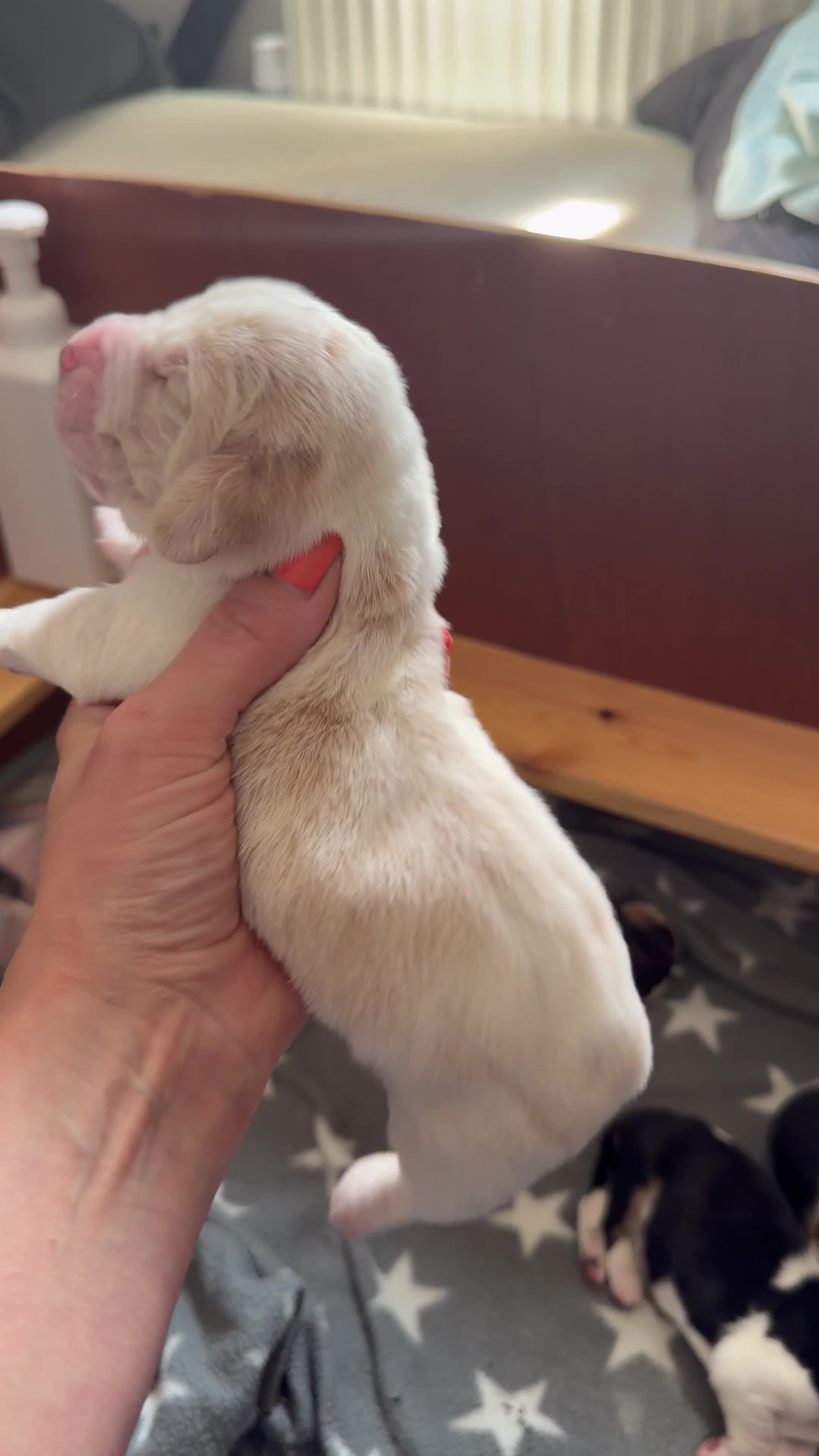 Basset Hound dogs for sale: Stunning KC Basset Hound Pups - Video 2