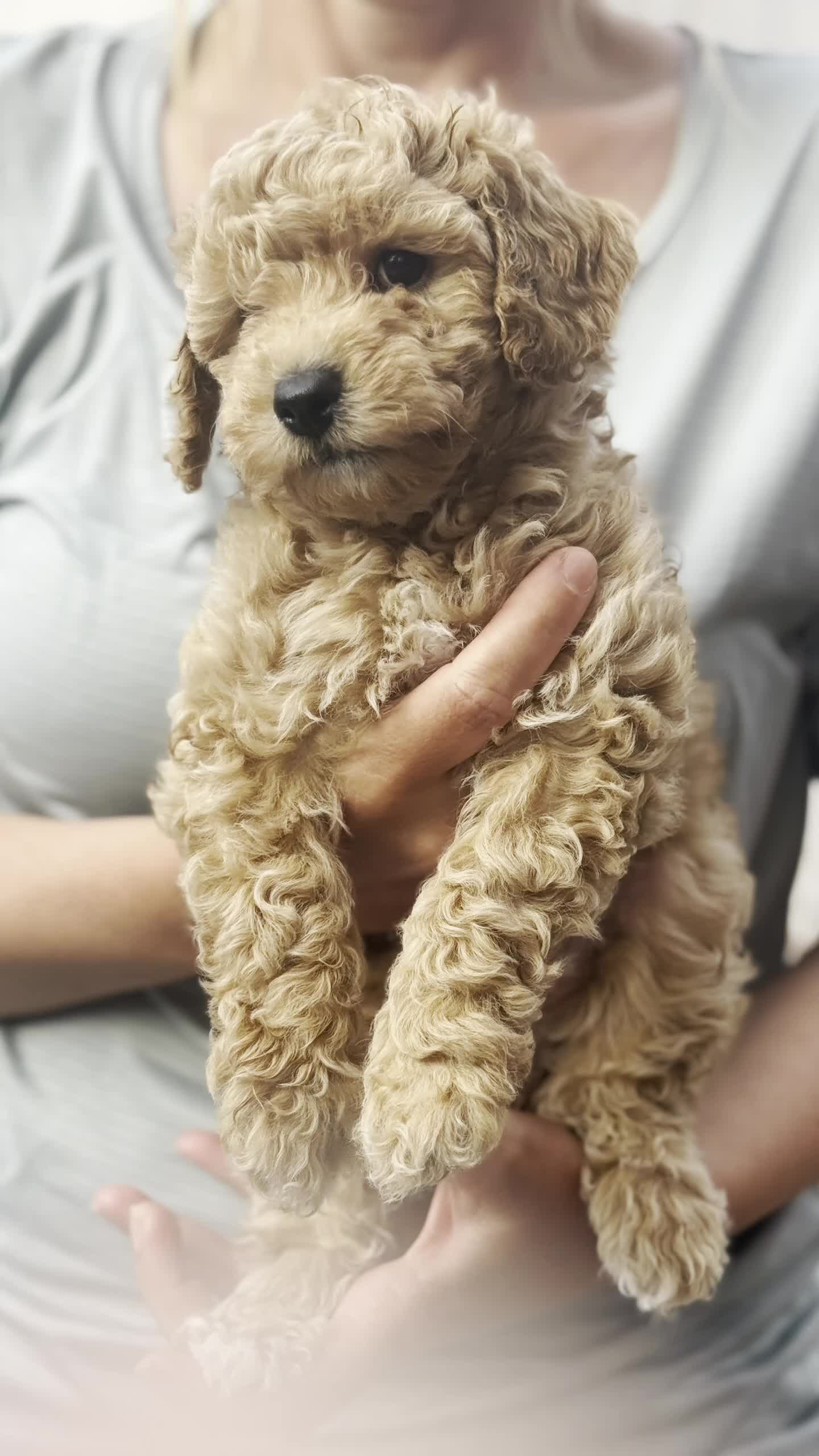 Cockapoo dogs for sale: Toy Cockapoo Puppies - Video 2