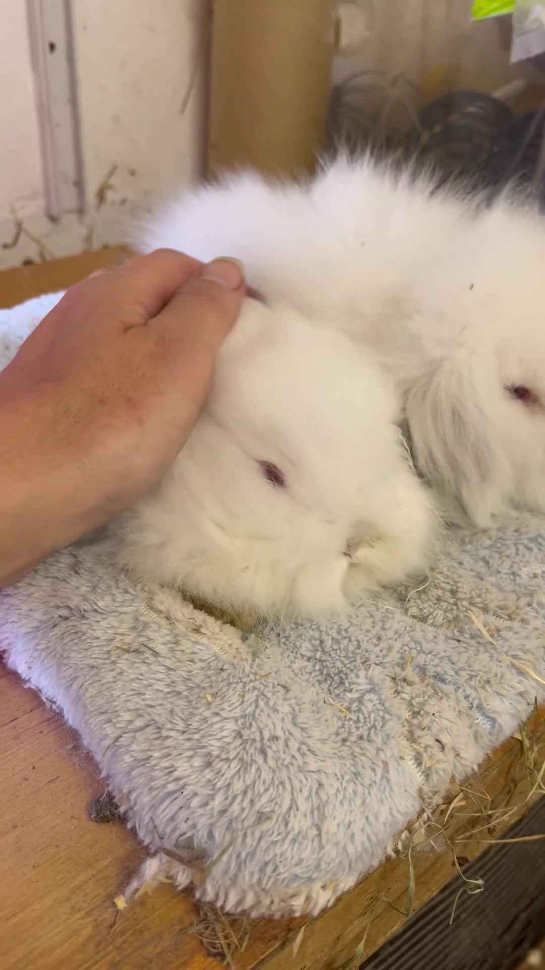 Mini Lion Lop rabbits for sale: * 2 left*  ready now - Video 1