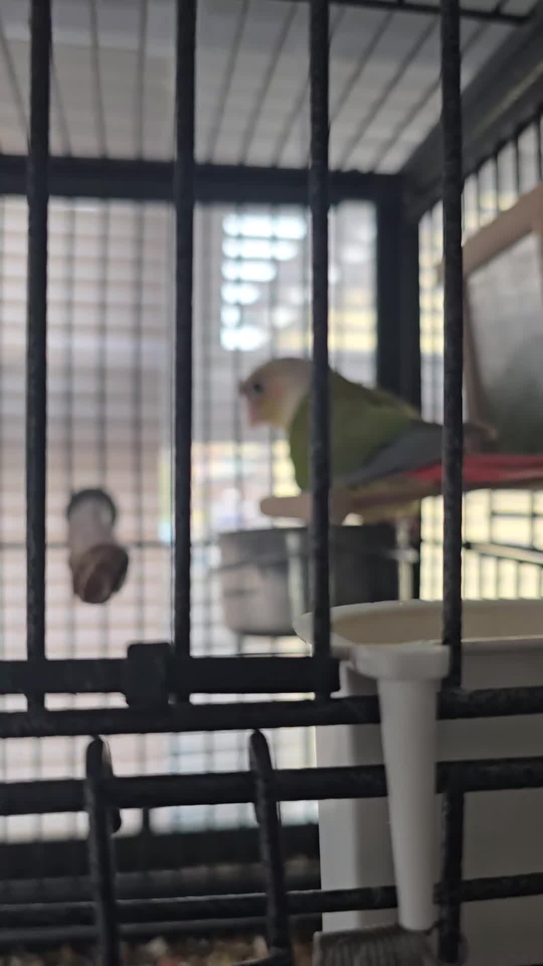 Conures birds for sale: Pineapple Conure - Video 1