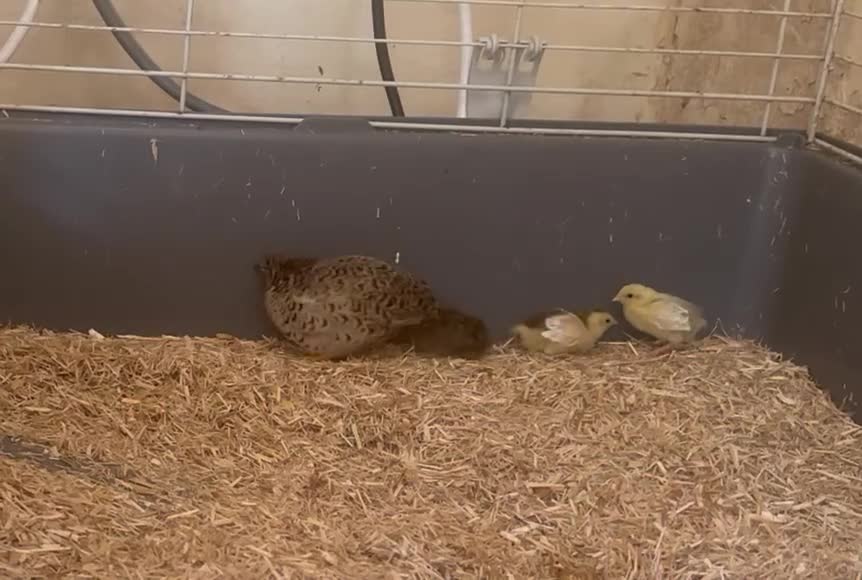 Quail poultry for sale: Button Quail  in Cinderford - Video 1