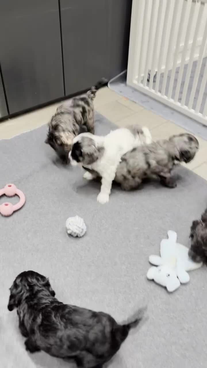 Cockapoo dogs for sale: Unique Rare Merle F1B Cockapoo Puppies - Video 2