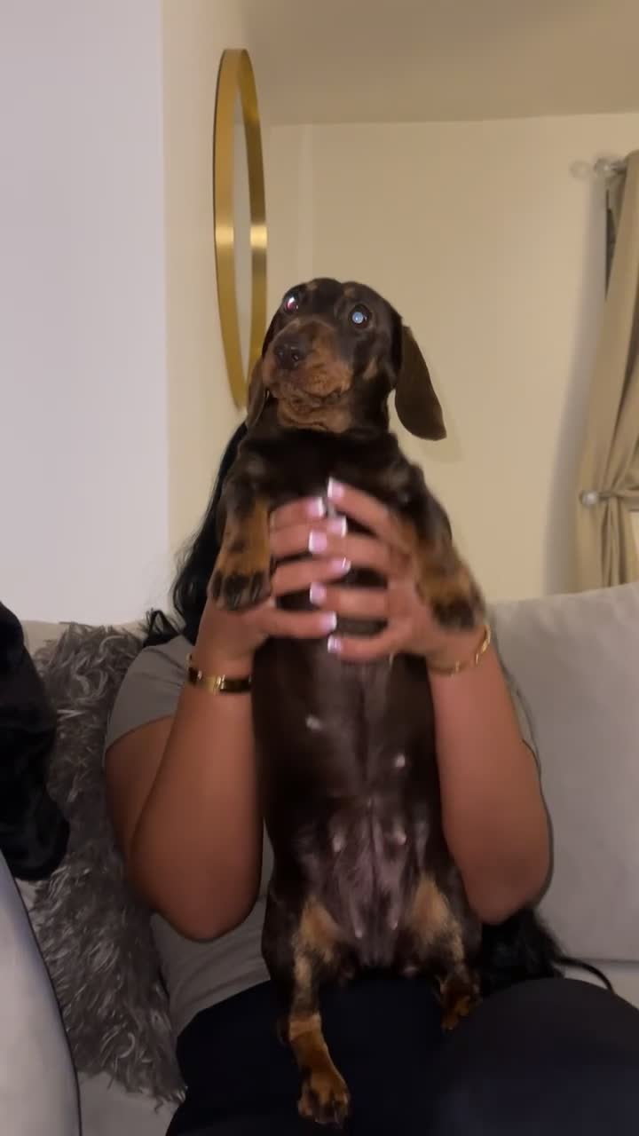 Miniature Dachshund dogs for sale: Miniature Dachshund Girl - 2 Years Old - Video 2