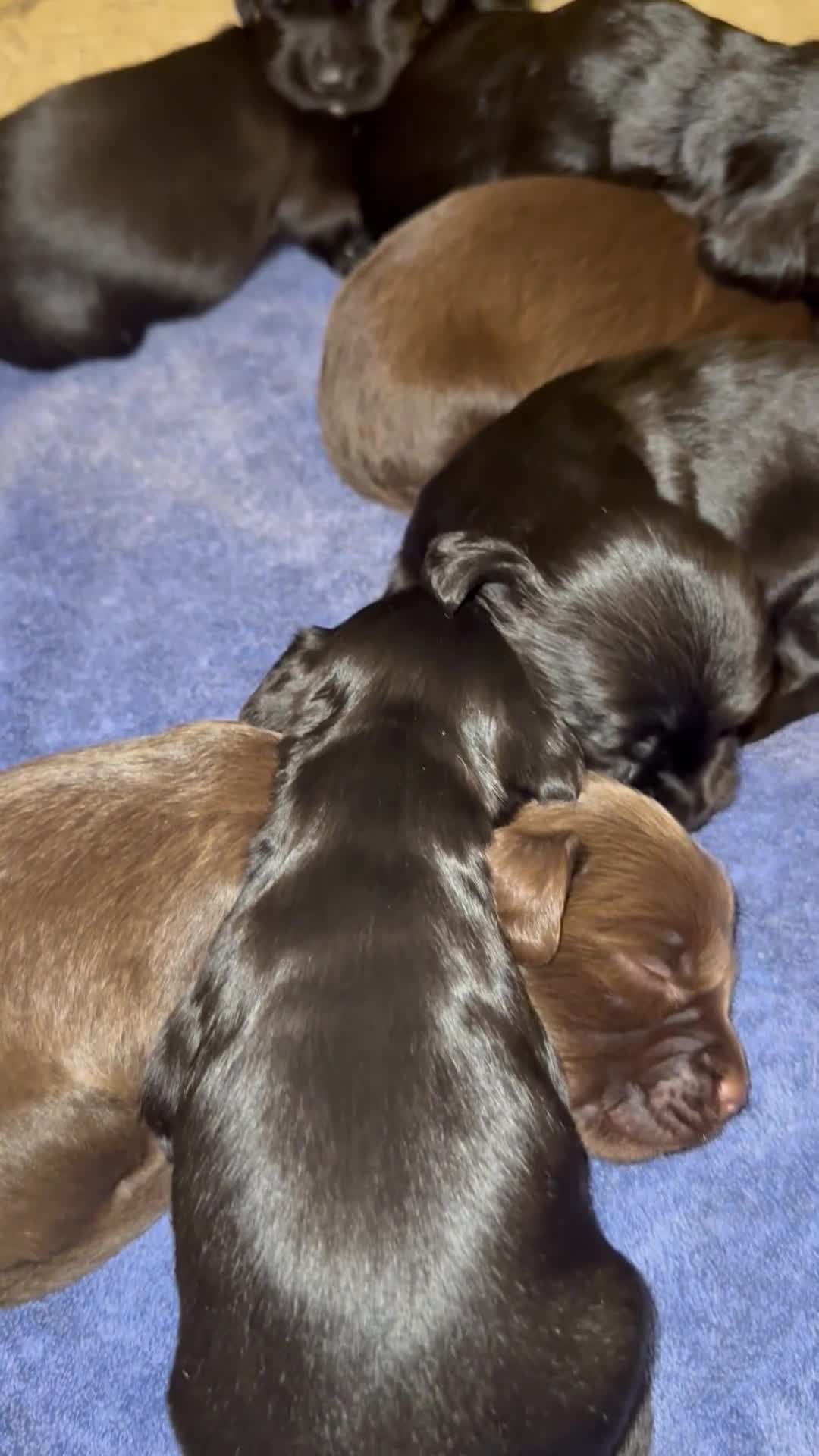 Sprocker dogs for sale: F1 Beautiful Sprocker Spaniel pups ❤️ - Video 1