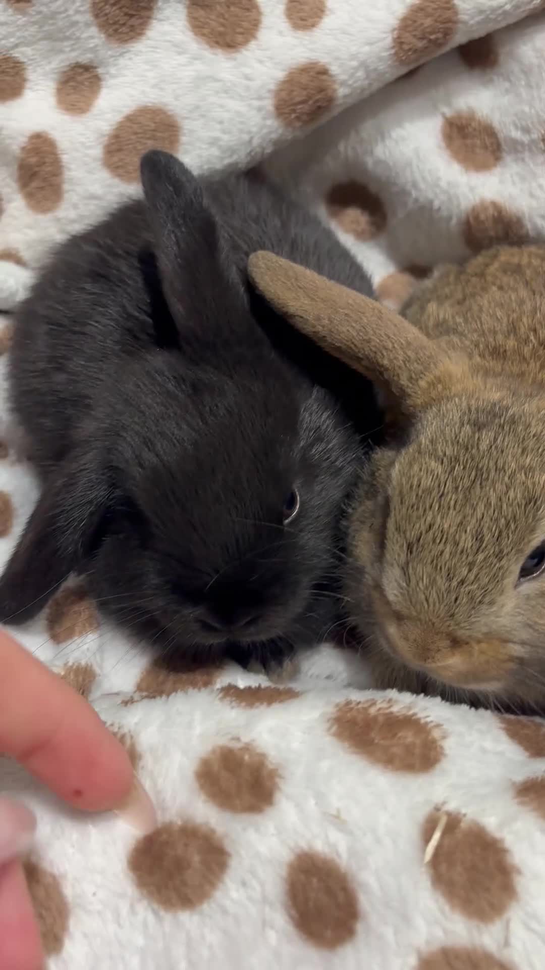 Mini Lop rabbits for sale: Only buck number 3&4 left - 4 baby mini lops 💙🩵 - Video 1