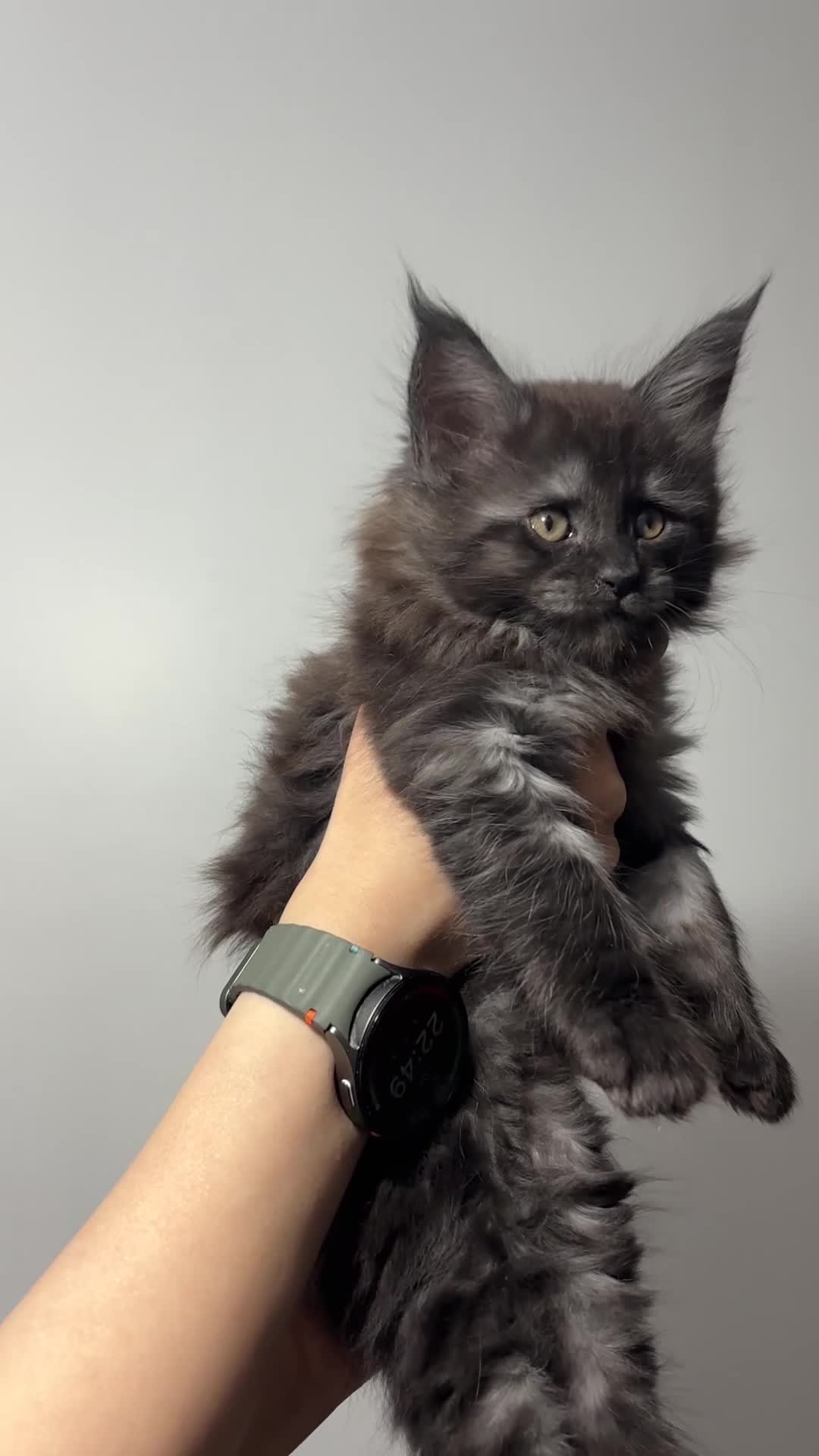 Maine Coon cats for sale: XXL RUSSIAN MAINE COON KITTENS - Video 1