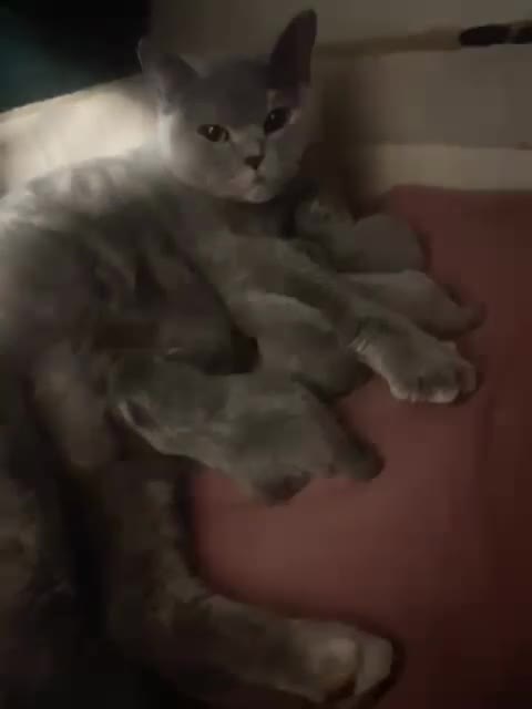 British Shorthair cats for sale: Adorable British shorthair kitten - Video 1