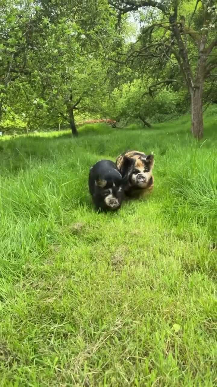 Pig livestock for sale: 2 Kune kune pigs, brother & sister, 18 months in Leominster - Video 1