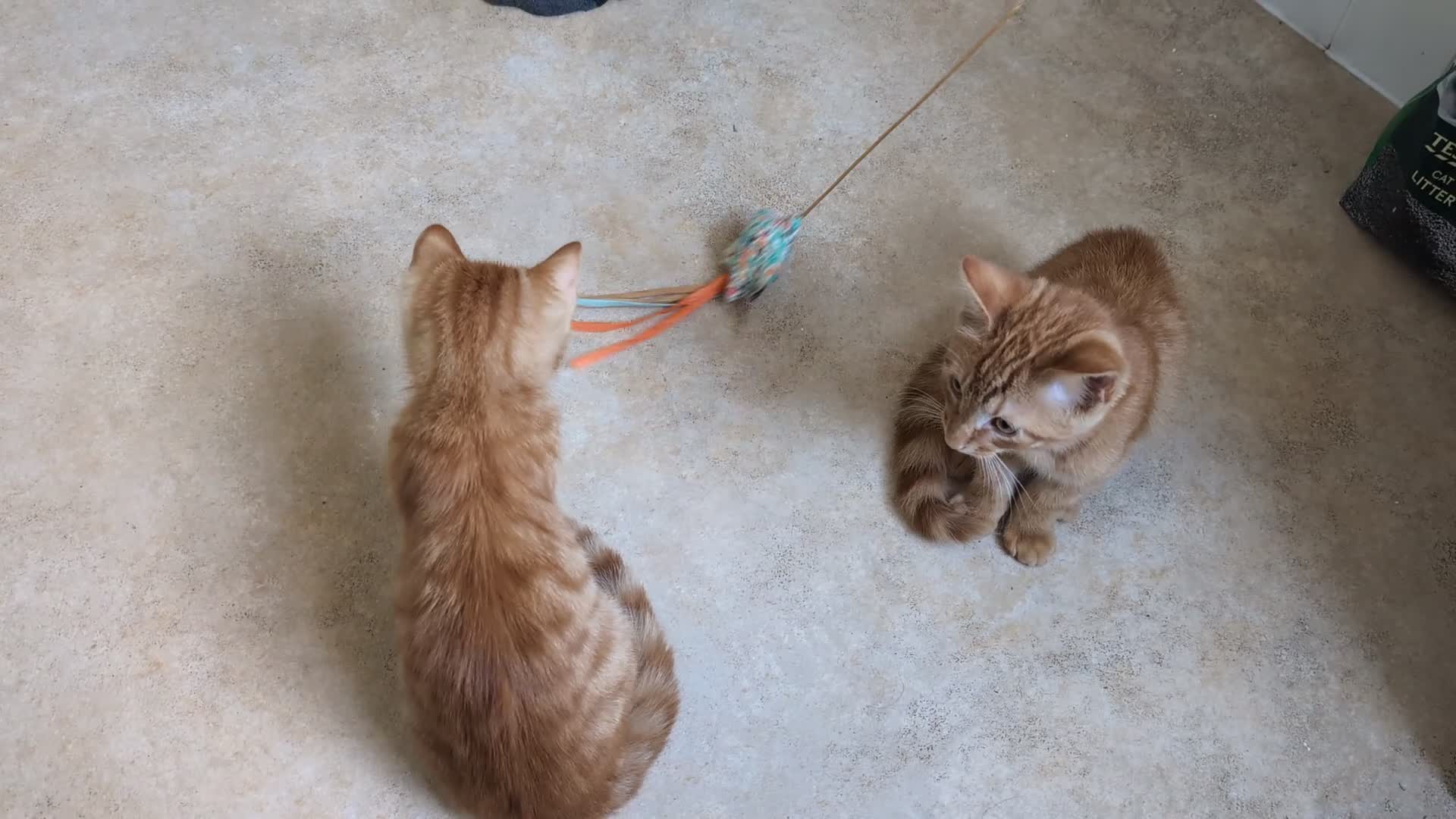 British Shorthair cats for sale: 2 X male ginger kittens in Crediton - Video 2