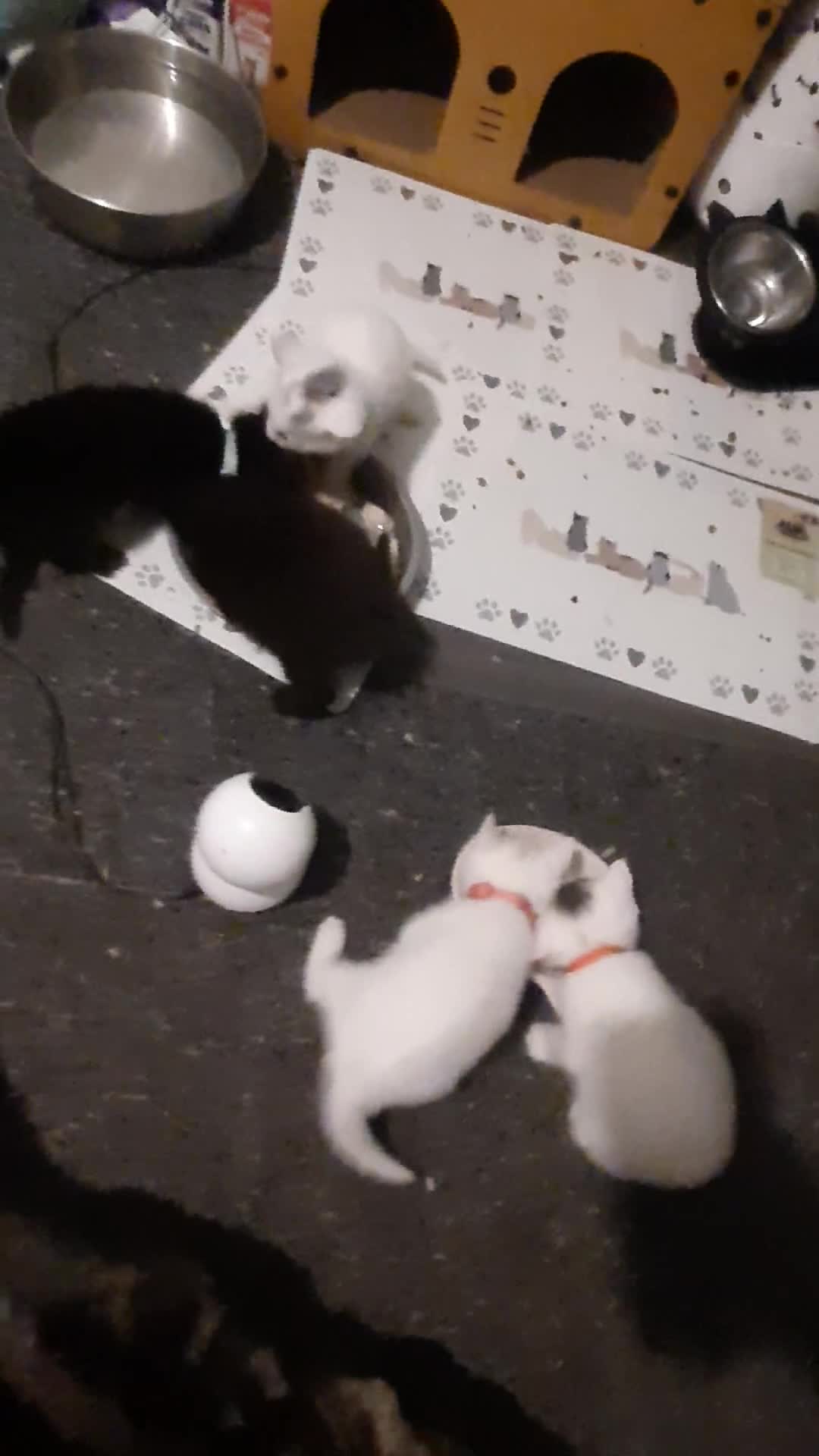 Mixed Breed cats for sale: Beautiful kittens looking for a loving home  in Ottery Saint Mary - Video 1