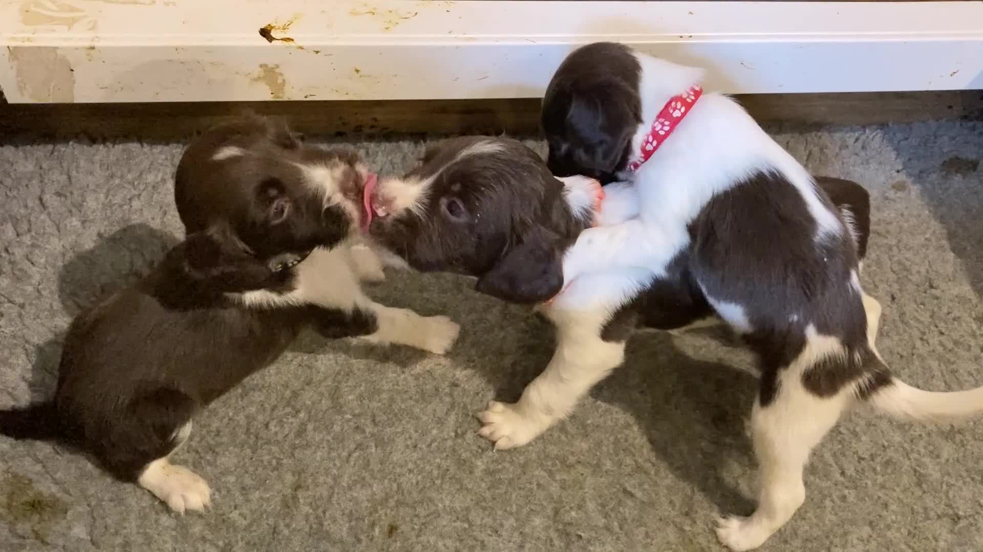 English Springer Spaniel dogs for sale: 5th Gen Springers: Purebred, 7th litter, 36 total - Video 2