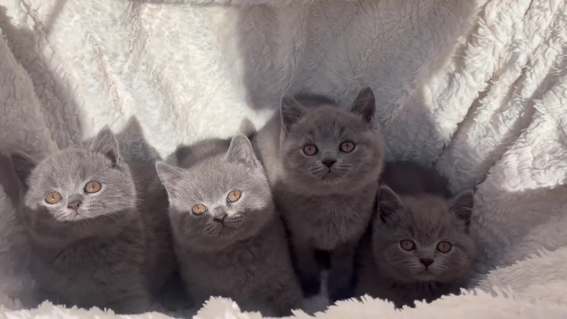 British Shorthair cats for sale: STUNNING GCCF REG BRITISH SHORTHAIR KITTENS  - Video 1