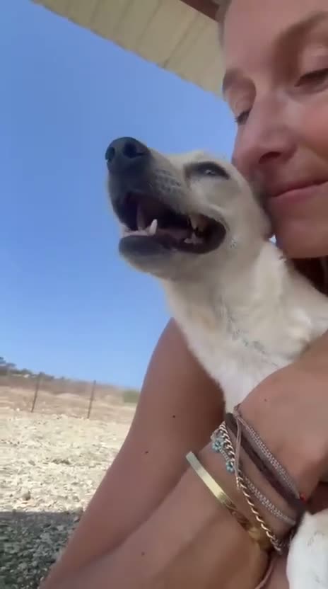 Mixed Breed dogs for adoption: Sweet Luba is looking for her forever after - Video 1