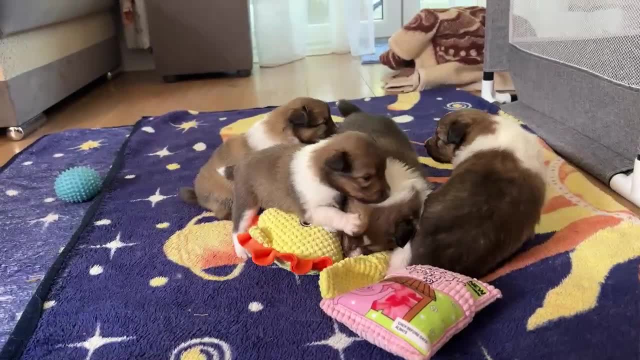 Shetland Sheepdog dogs for sale: Shetland Sheepdog/Sheltie puppy - Video 2