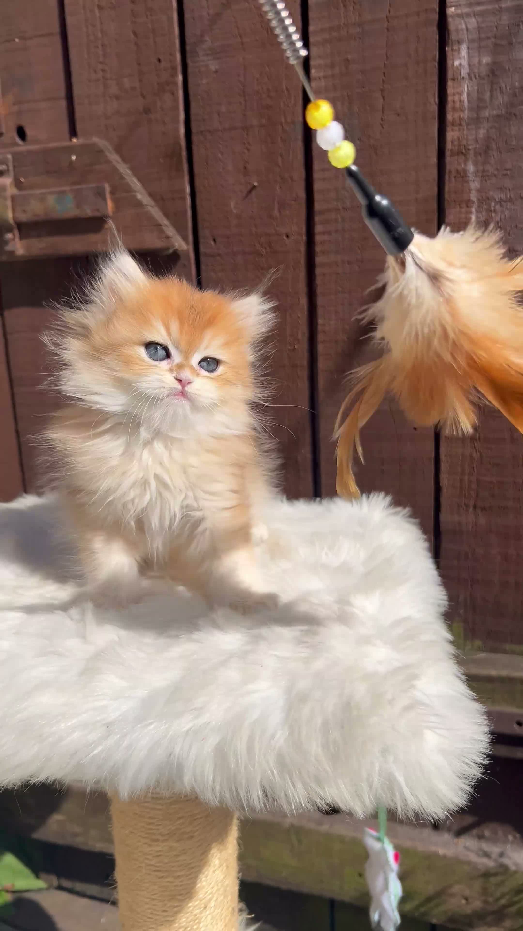 British Longhair cats for sale: 👑 GCCF Champion Line British Kittens 🐾 - Video 1