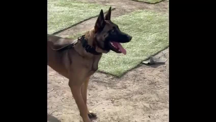 Belgian Shepherd Dog dogs for sale: Belgian Malinois puppies KC registered in Hartlepool - Video 2
