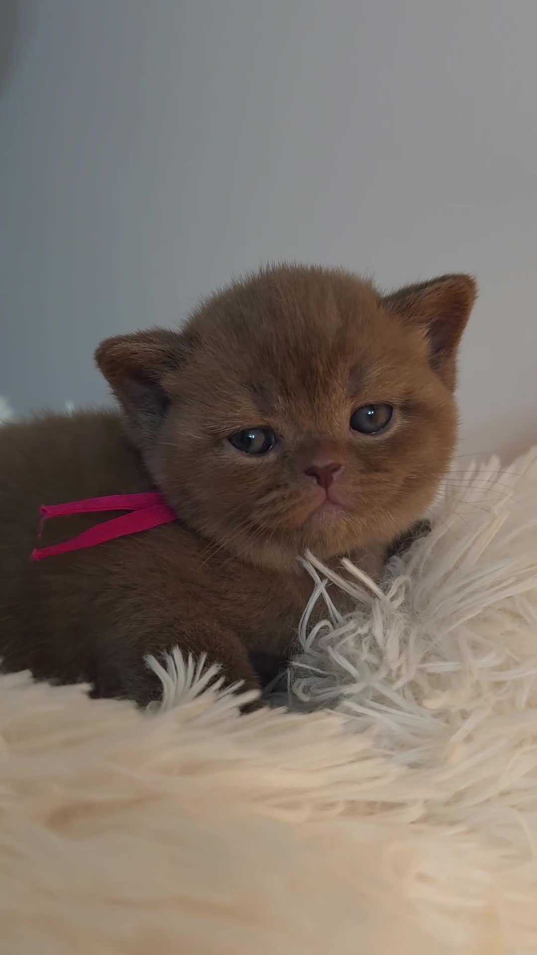 British Shorthair cats for sale: Luxury British Shorthair 🧸 Rare Lilac & Cinnamon - Video 2