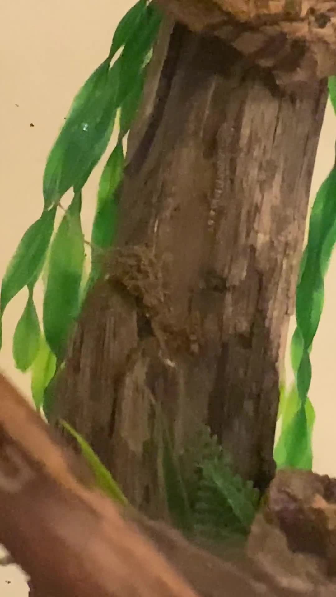 Gecko reptiles for sale: 6+ Mourning Geckos urgently need new home - Video 1